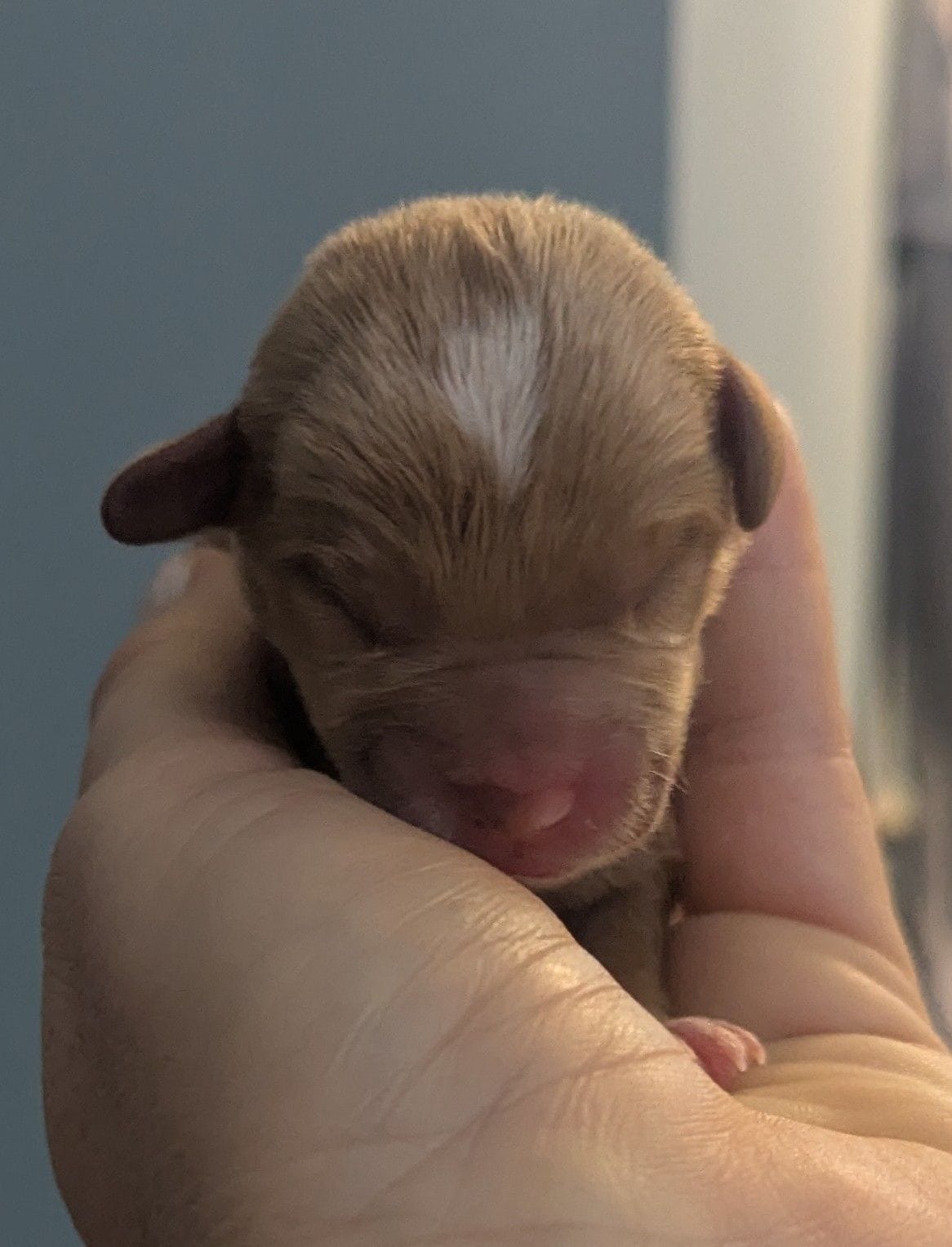 Comet – Poodle - Miniature , Miniature Dachshund puppy for sale in Pinnacle, NC