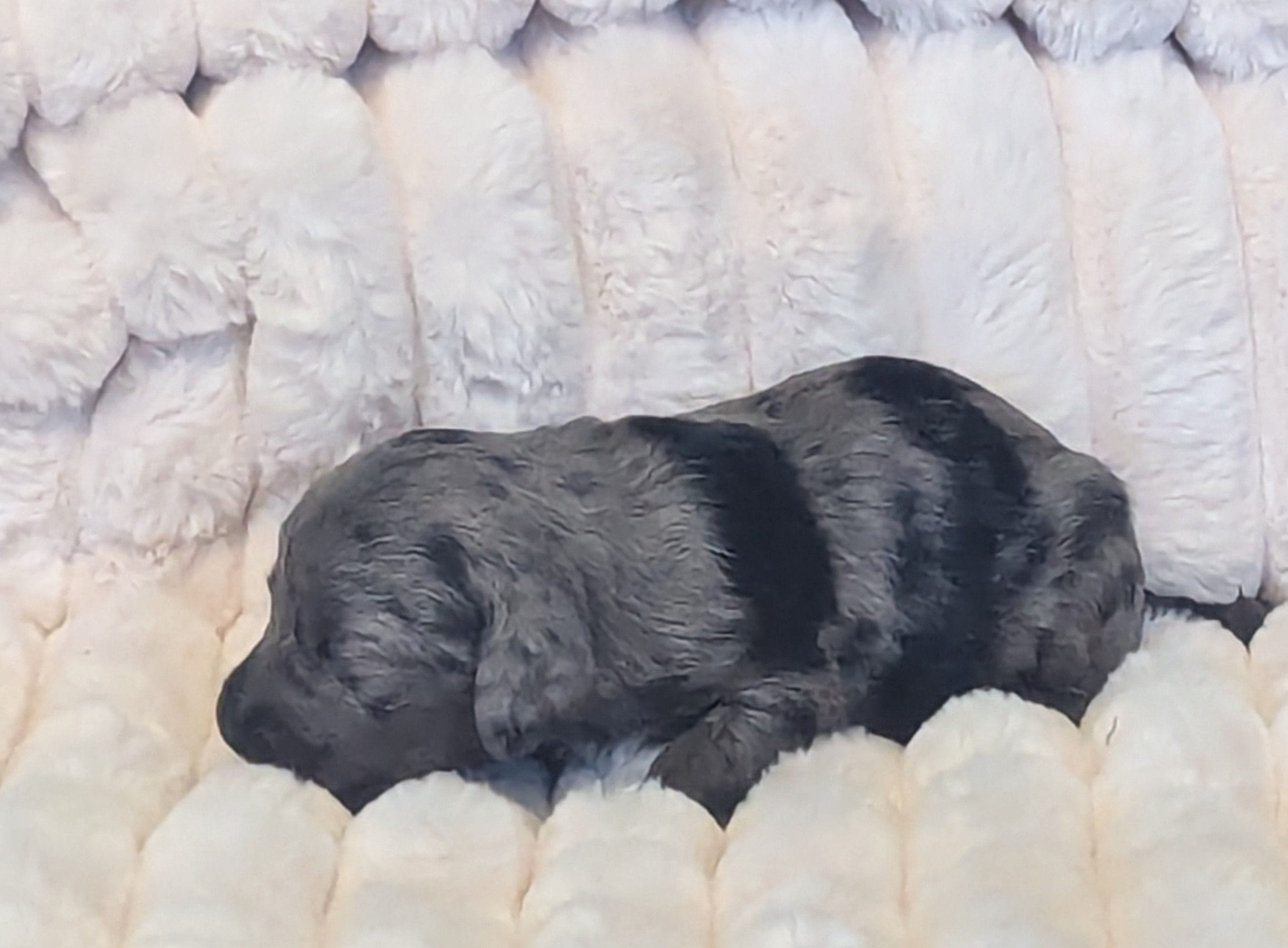Mikey-dapple, a male Poodle - Miniature  and Miniature Dachshund for sale in Pinnacle, NC – 2 of 5