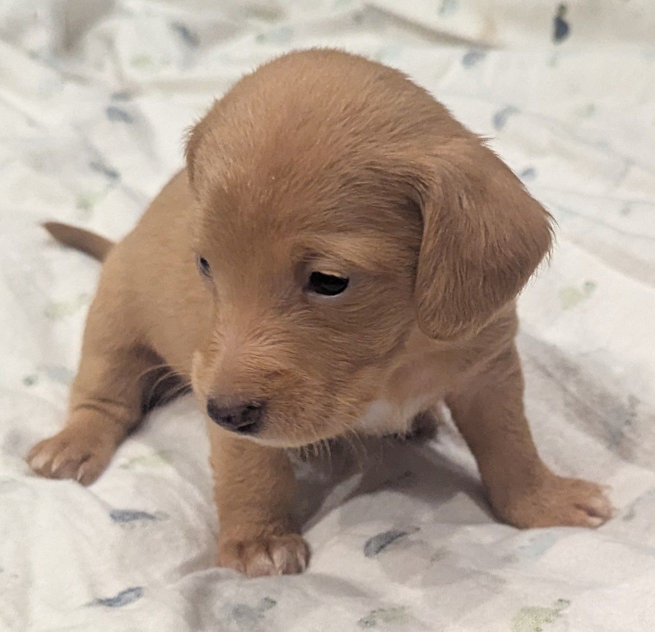 Lady, a female Poodle - Miniature  for sale in Pinnacle, NC – 3 of 7