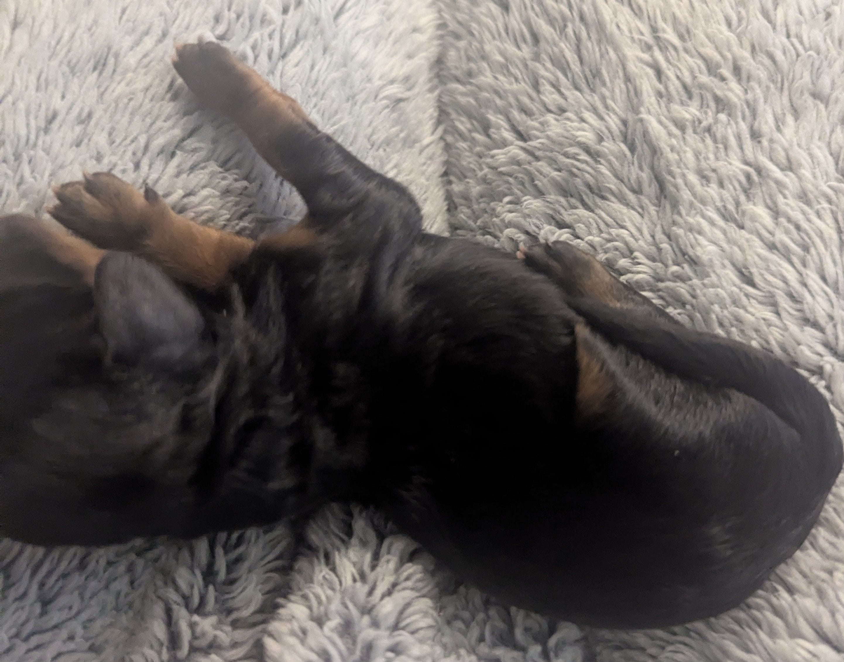 Arwen – Poodle - Miniature , Miniature Dachshund puppy for sale in Pinnacle, NC