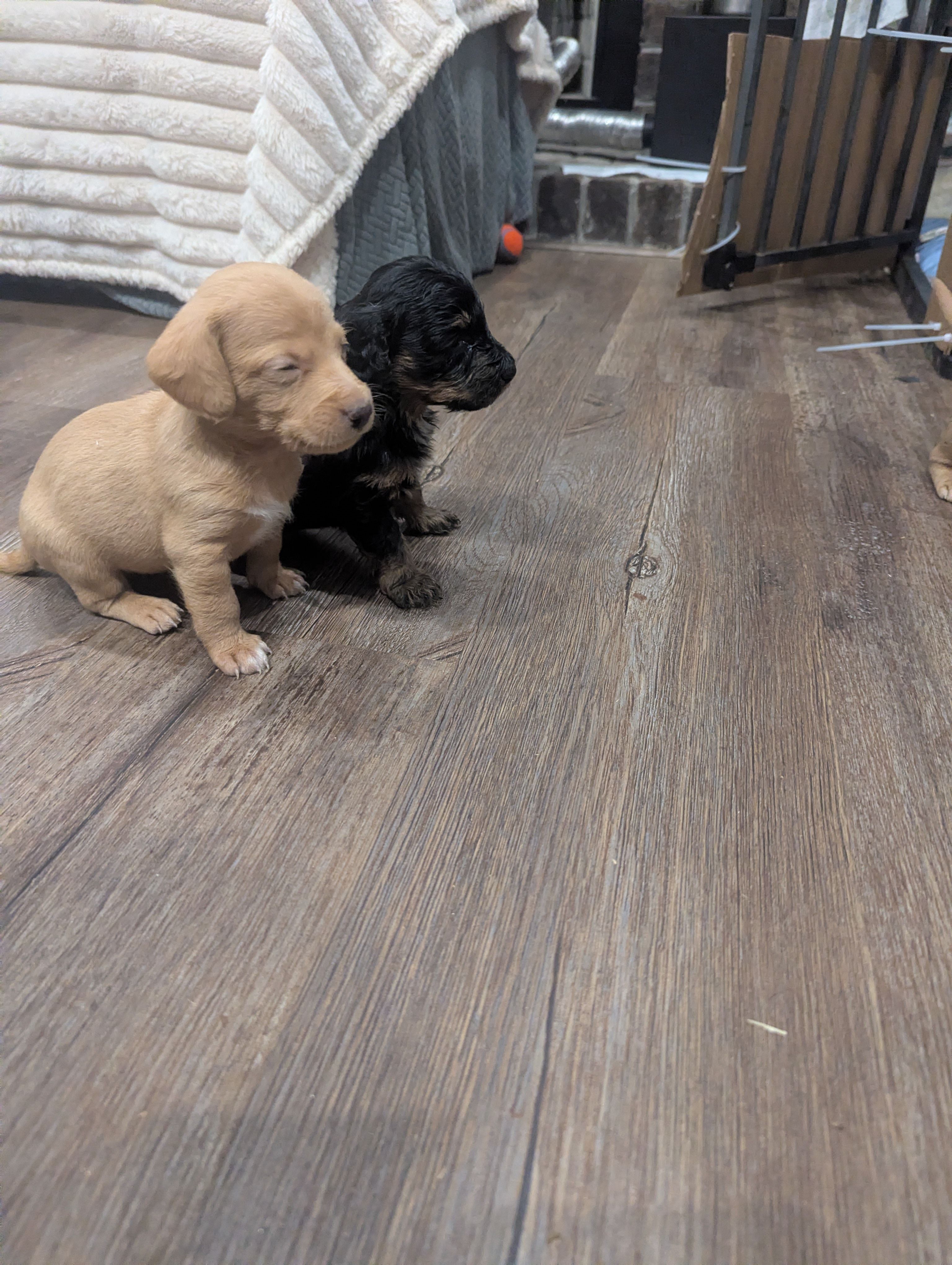 Lady, a female Poodle - Miniature  for sale in Pinnacle, NC – 4 of 7
