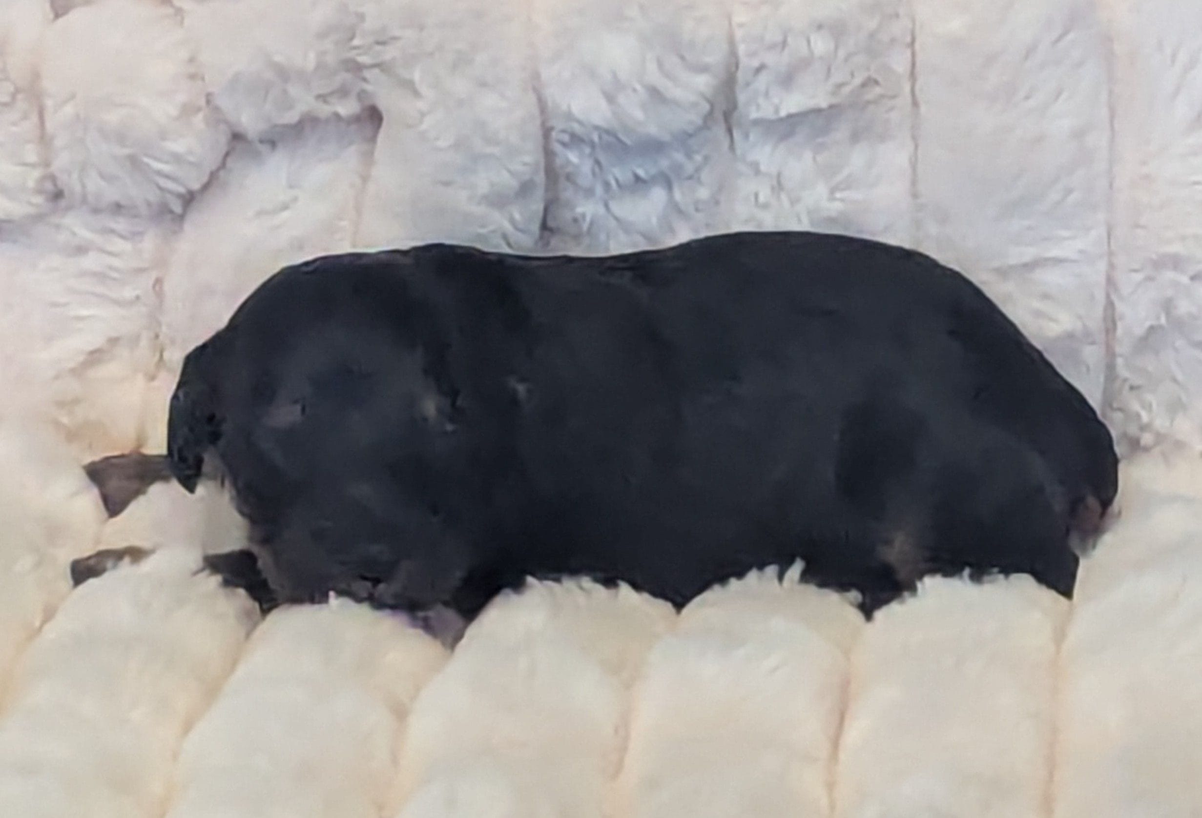 Zoe – Poodle - Miniature , Miniature Dachshund puppy for sale in Pinnacle, NC