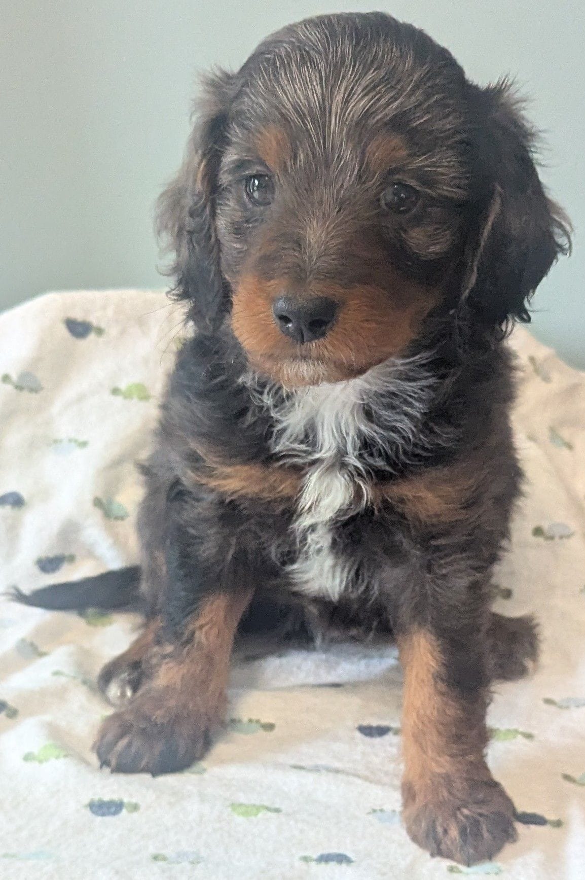 Gandalf jr-dapple – Poodle - Miniature , Miniature Dachshund puppy for sale in Pinnacle, NC