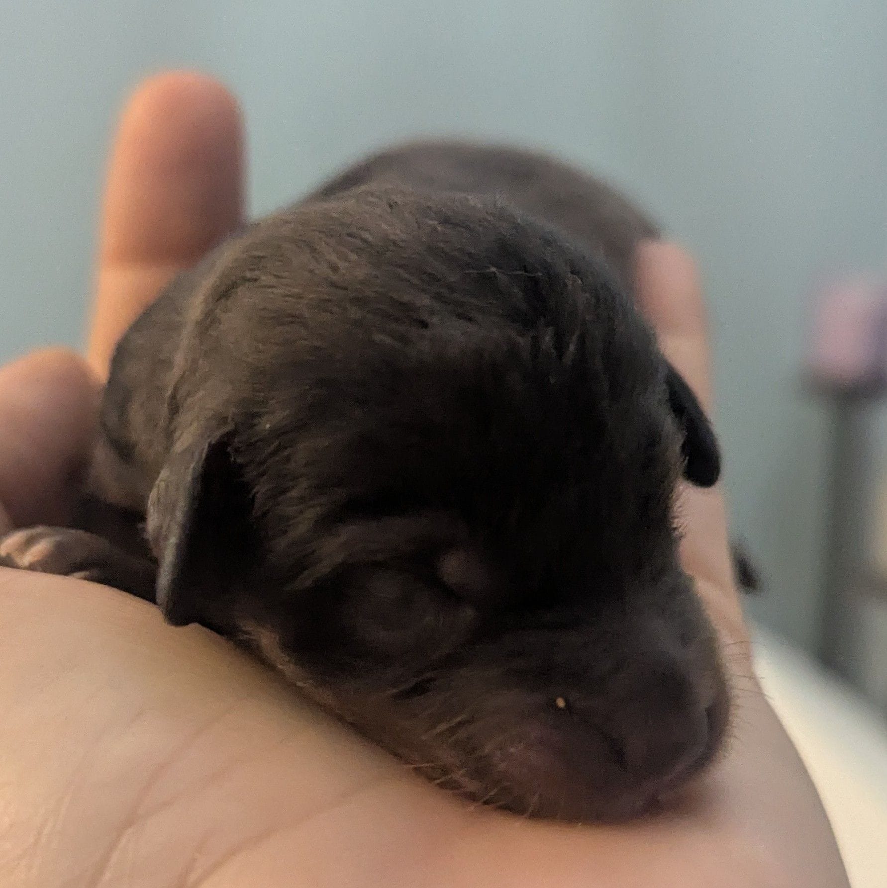 Gimli – Poodle - Miniature , Miniature Dachshund puppy for sale in Pinnacle, NC