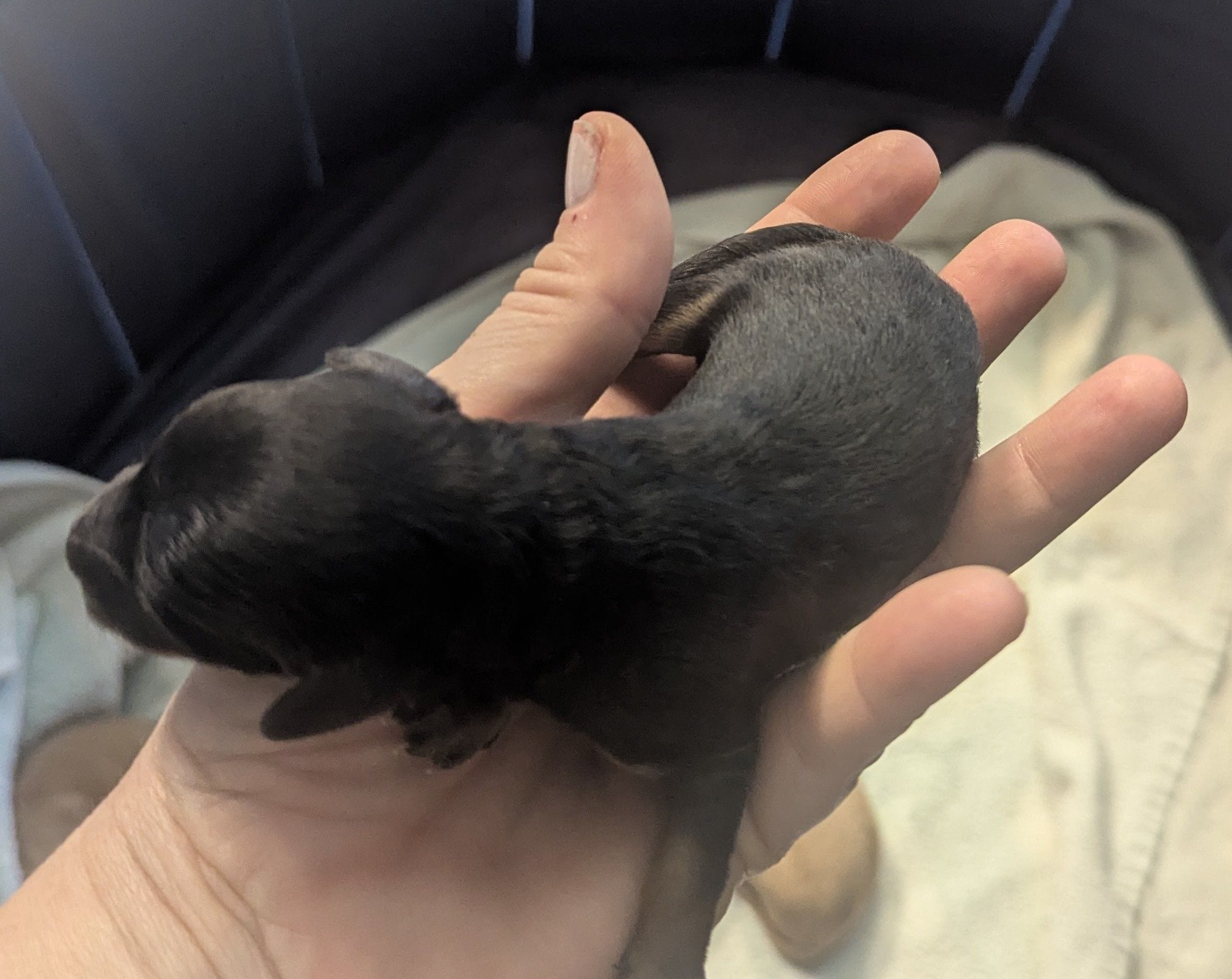 Arwen, a female Poodle - Miniature  and Miniature Dachshund for sale in Pinnacle, NC – Photo 3 of 7