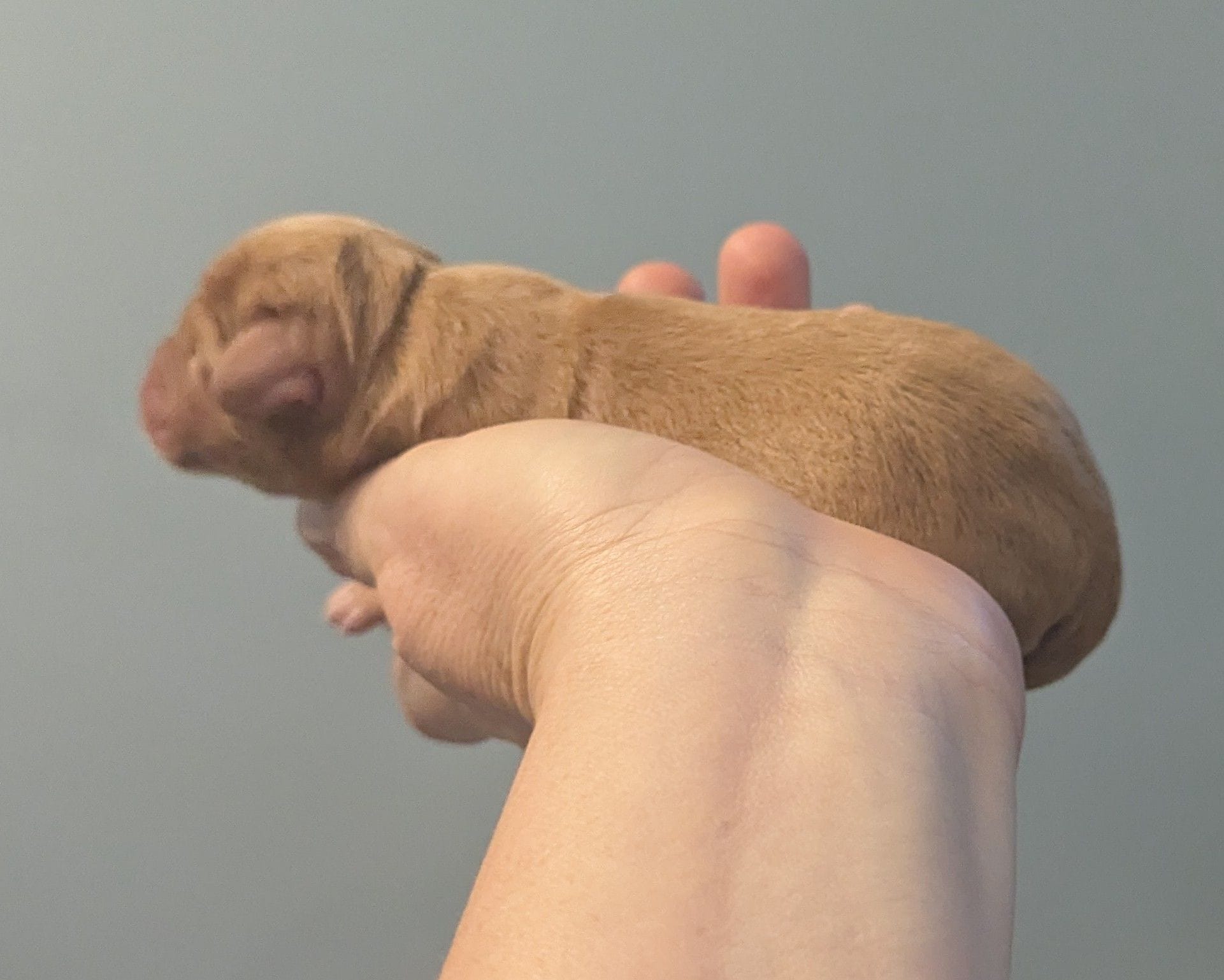 Mikey, a male Poodle - Miniature  and Miniature Dachshund for sale in Pinnacle, NC – Photo 4 of 4