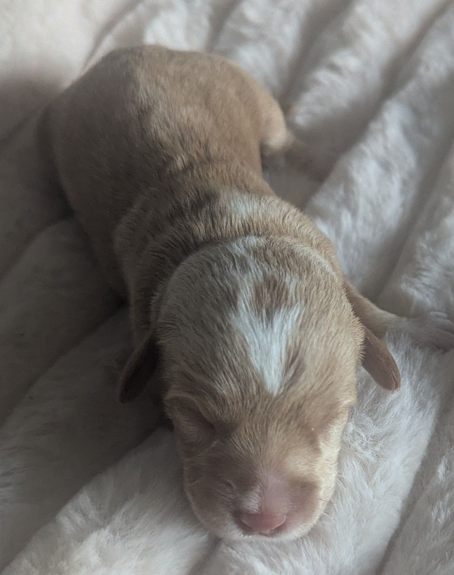 Aries – Poodle - Miniature , Miniature Dachshund puppy for sale in Pinnacle, NC