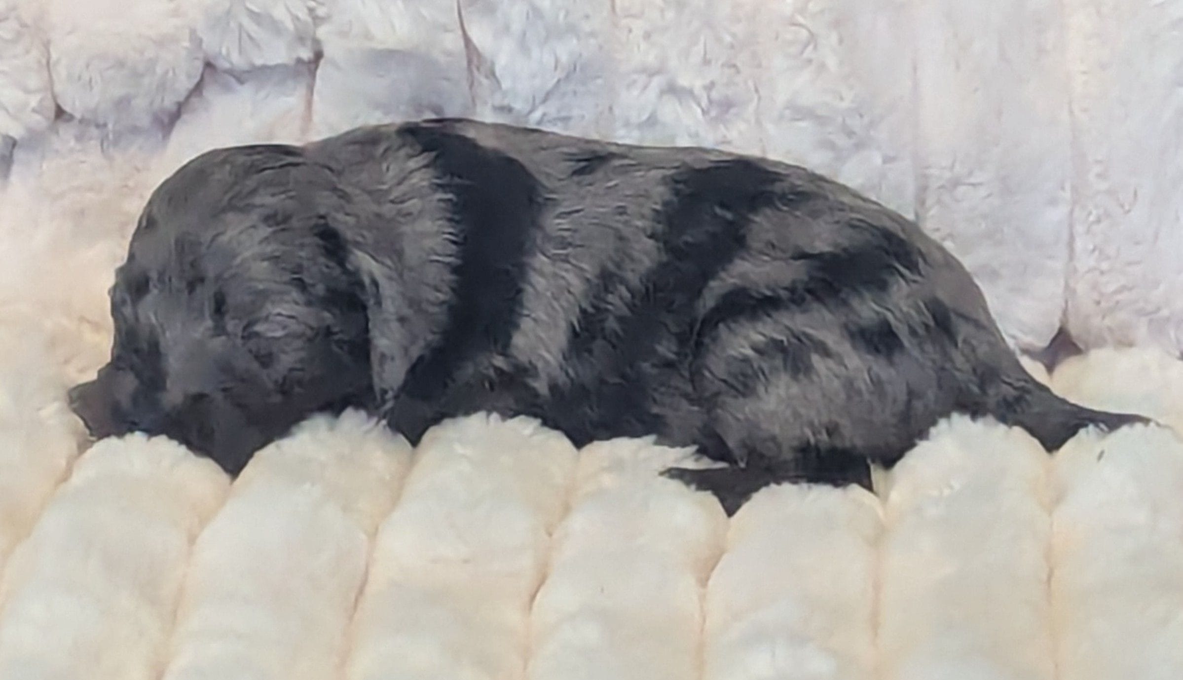 Mikey – Poodle - Miniature , Miniature Dachshund puppy for sale in Pinnacle, NC