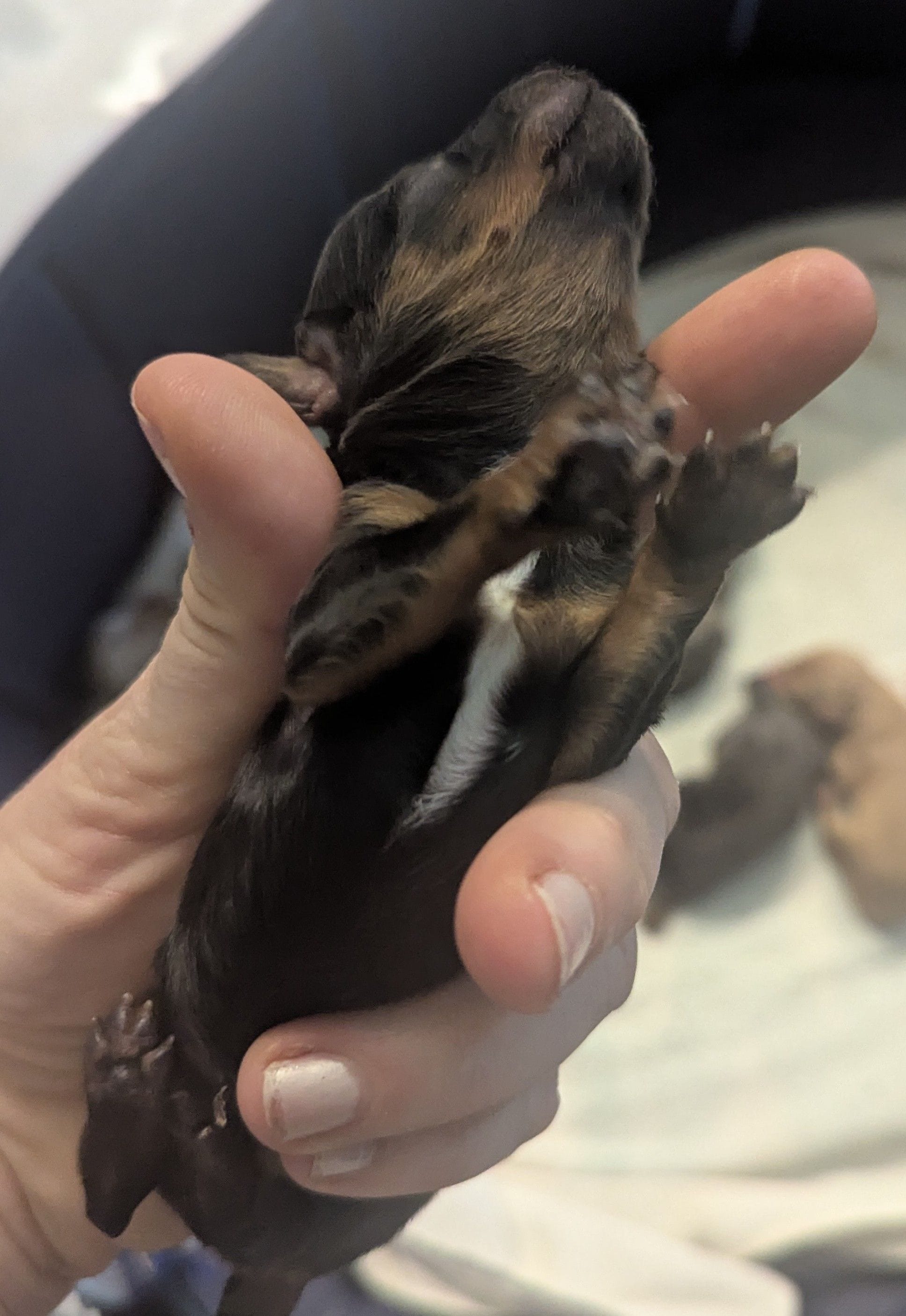 Arwen, a female Poodle - Miniature  and Miniature Dachshund for sale in Pinnacle, NC – Photo 2 of 7