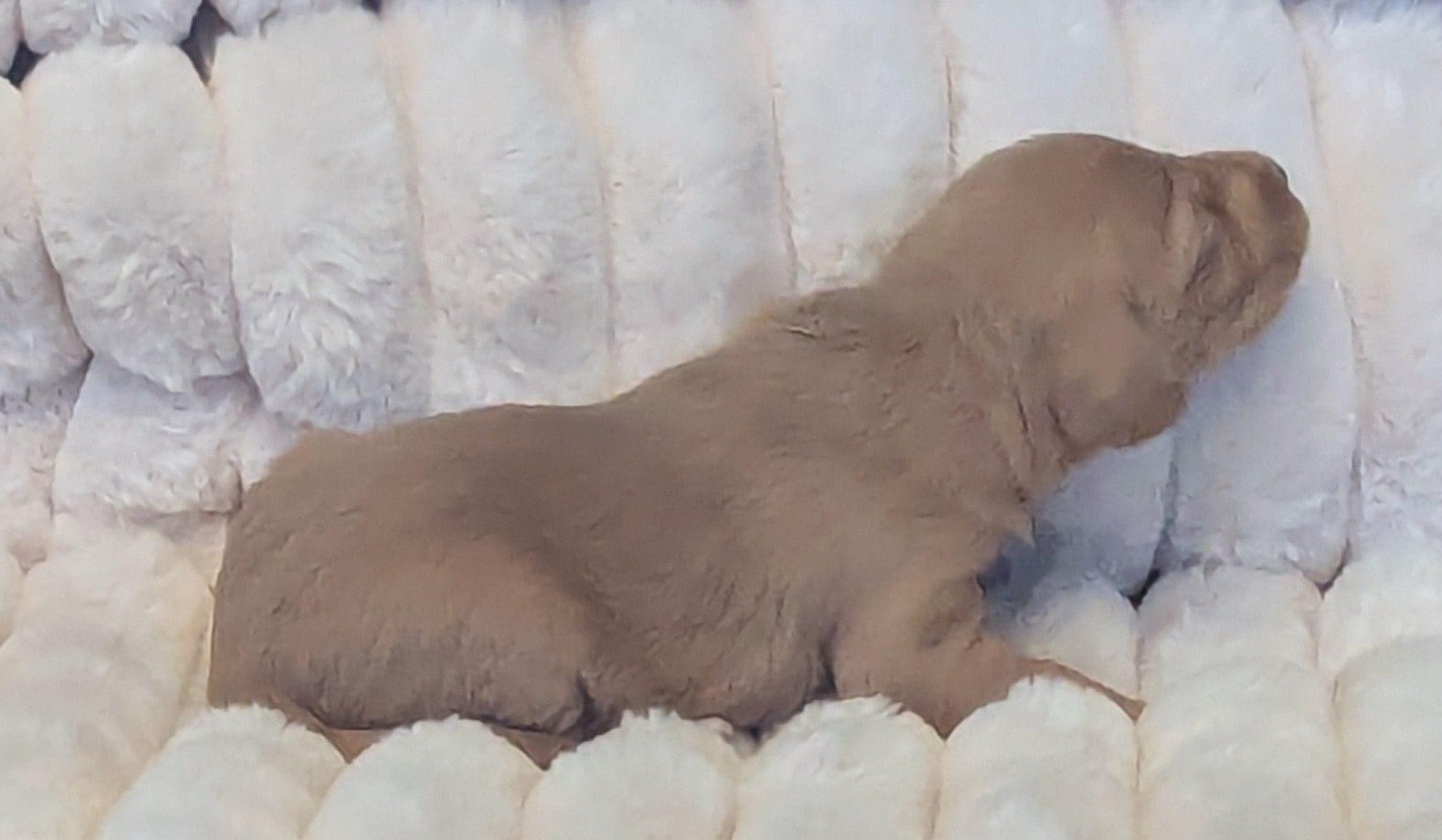 Chloe, a male Poodle - Miniature  and Miniature Dachshund for sale in Pinnacle, NC – Photo 2 of 7