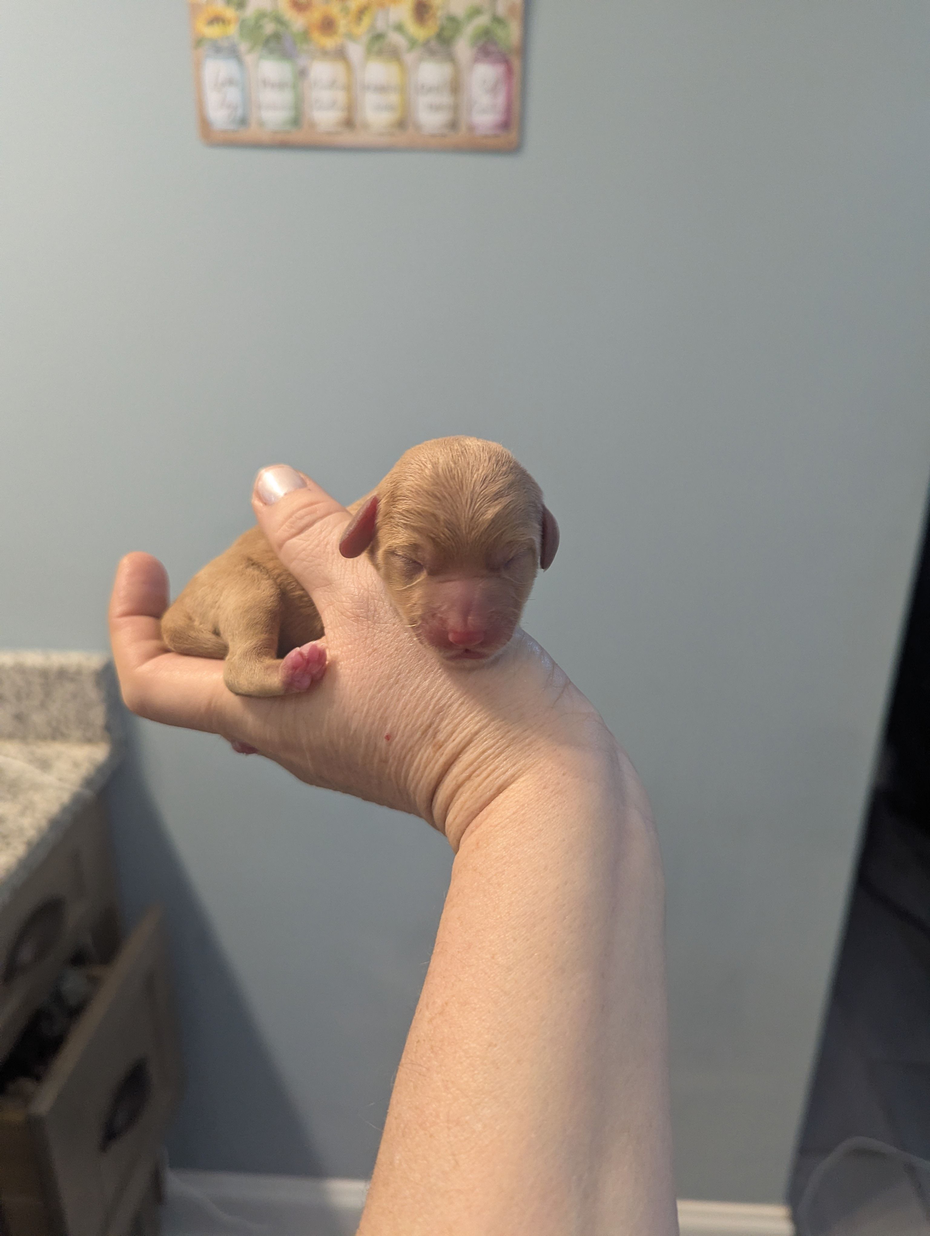 Mikey, a male Poodle - Miniature  and Miniature Dachshund for sale in Pinnacle, NC – Photo 3 of 4