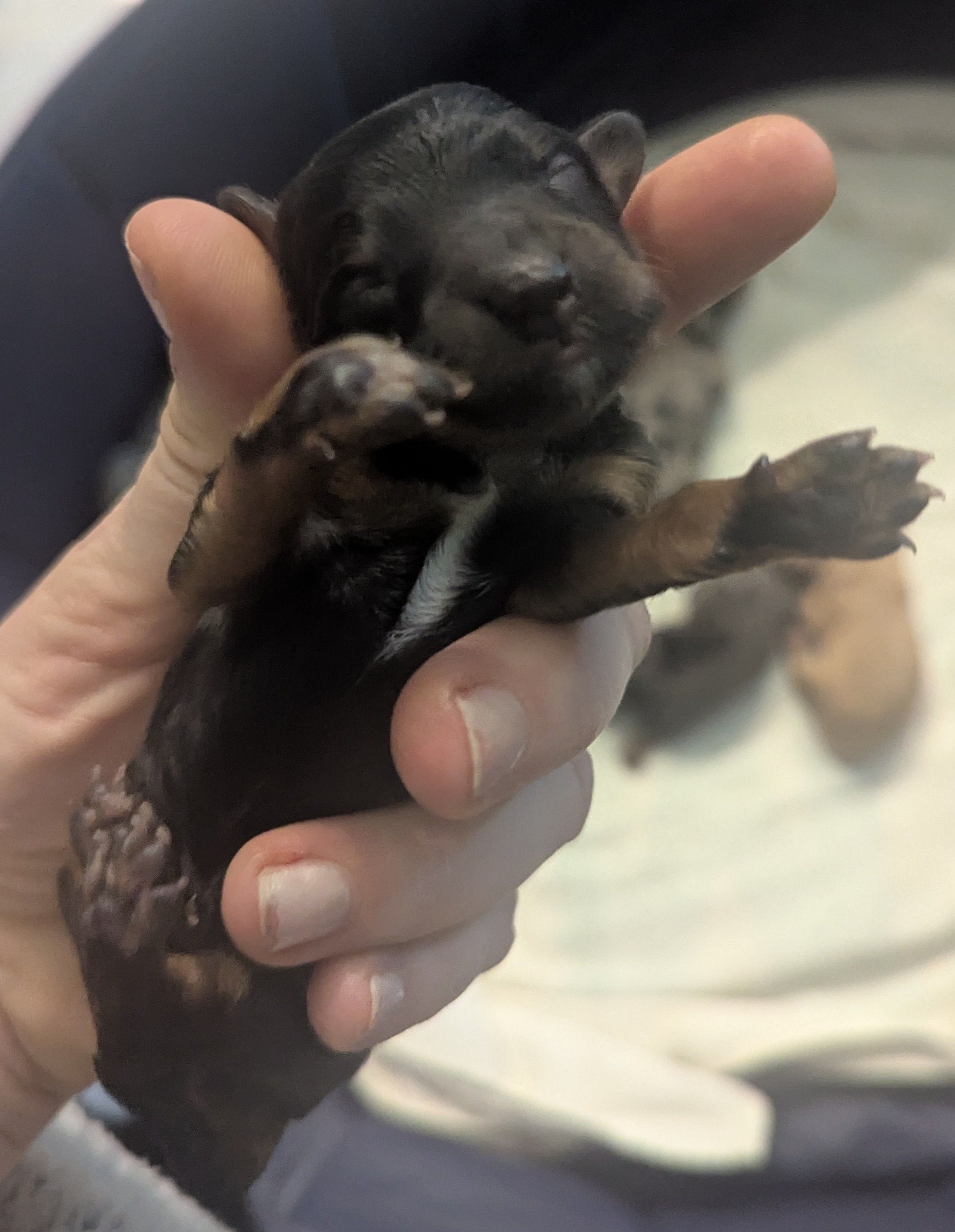 Arwen, a female Poodle - Miniature  and Miniature Dachshund for sale in Pinnacle, NC – Photo 4 of 7