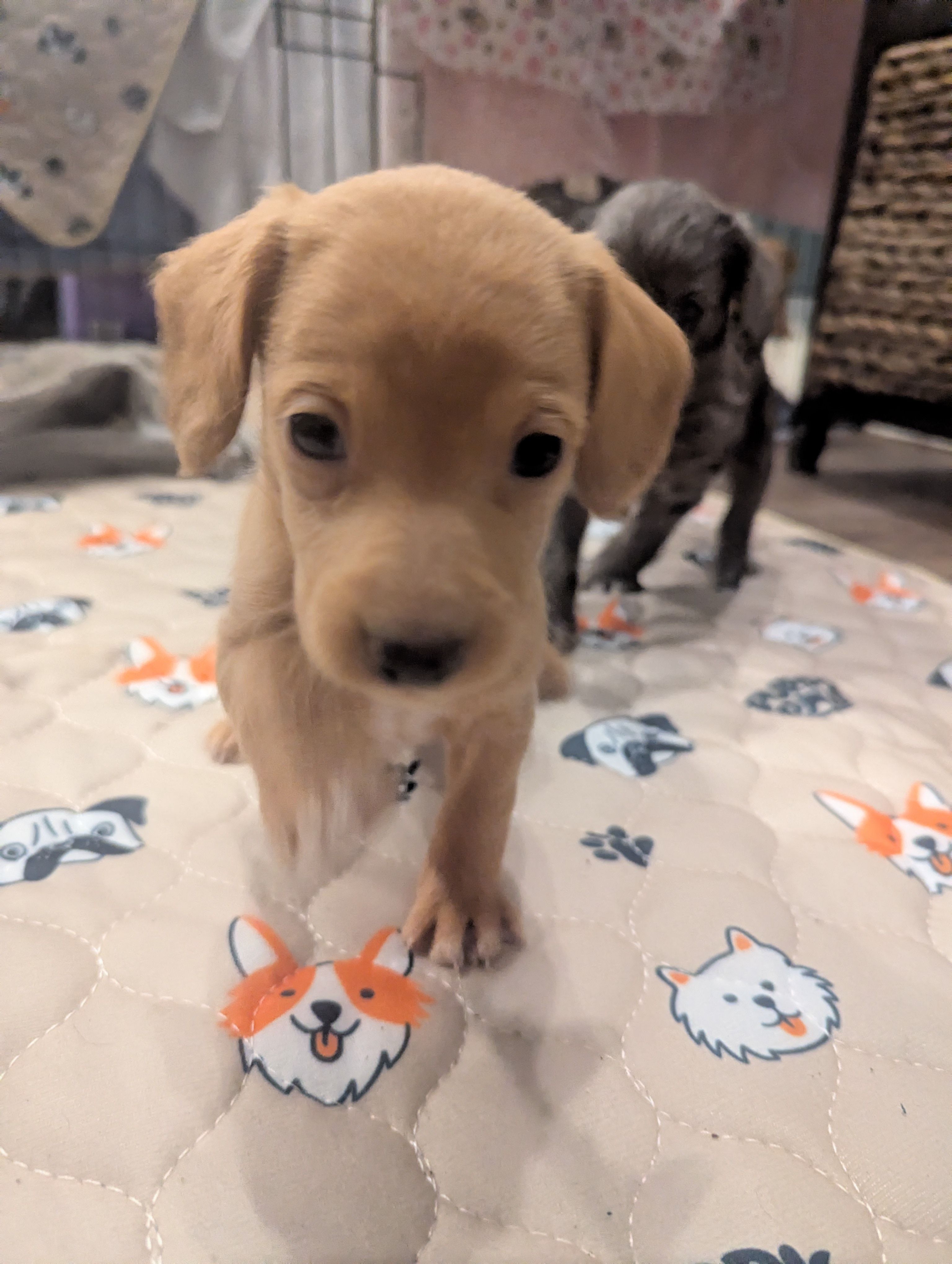 Chloe – Poodle - Miniature , Miniature Dachshund puppy for sale in Pinnacle, NC