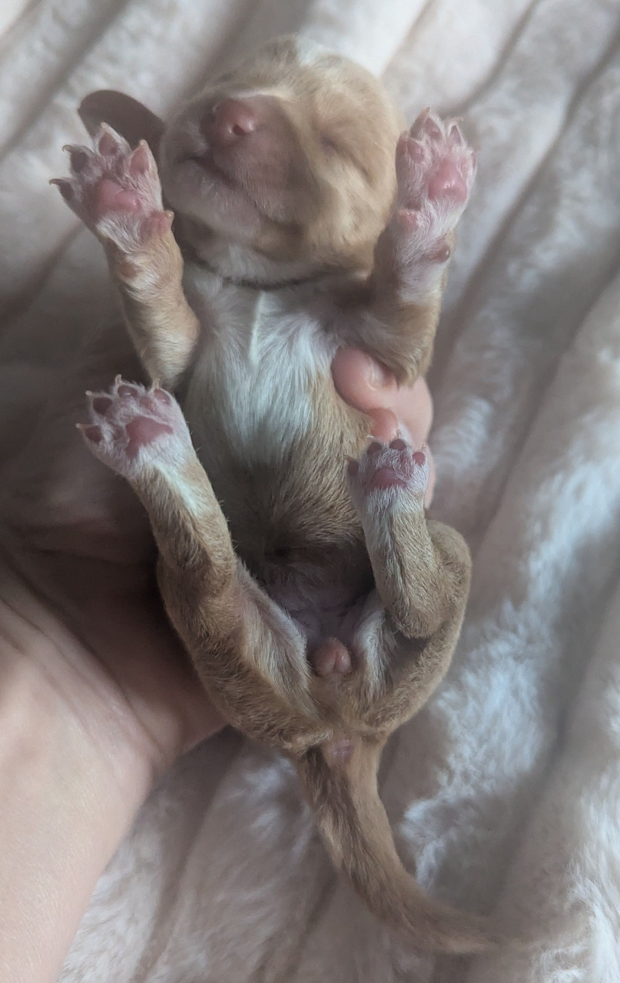 Aries, a female Poodle - Miniature  and Miniature Dachshund for sale in Pinnacle, NC – Photo 3 of 4