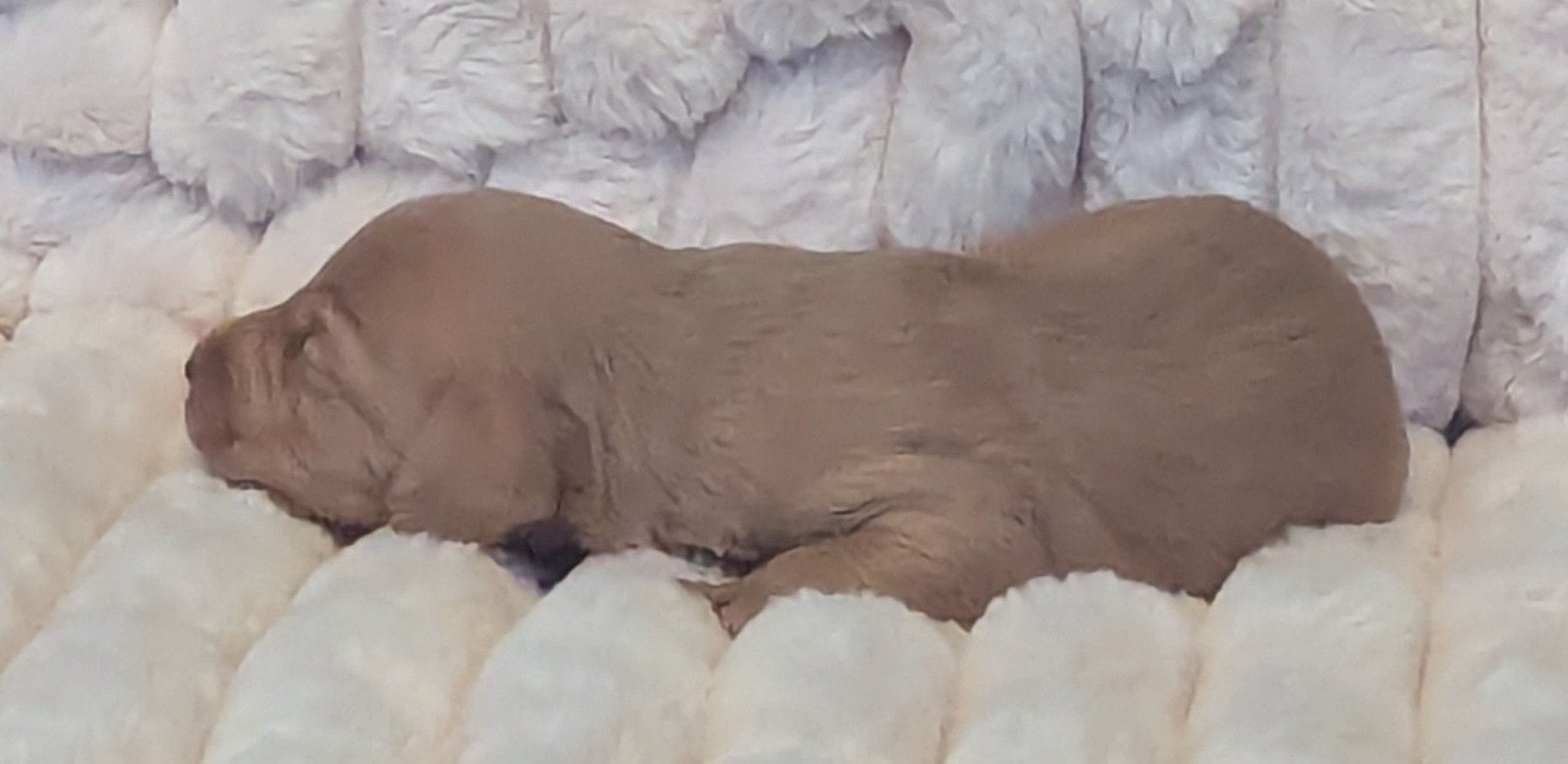 Chloe, a male Poodle - Miniature  and Miniature Dachshund for sale in Pinnacle, NC – Photo 3 of 7