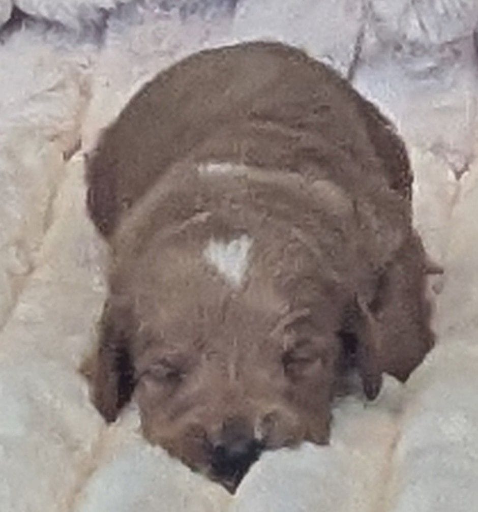 Cupid – Poodle - Miniature , Miniature Dachshund puppy for sale in Pinnacle, NC