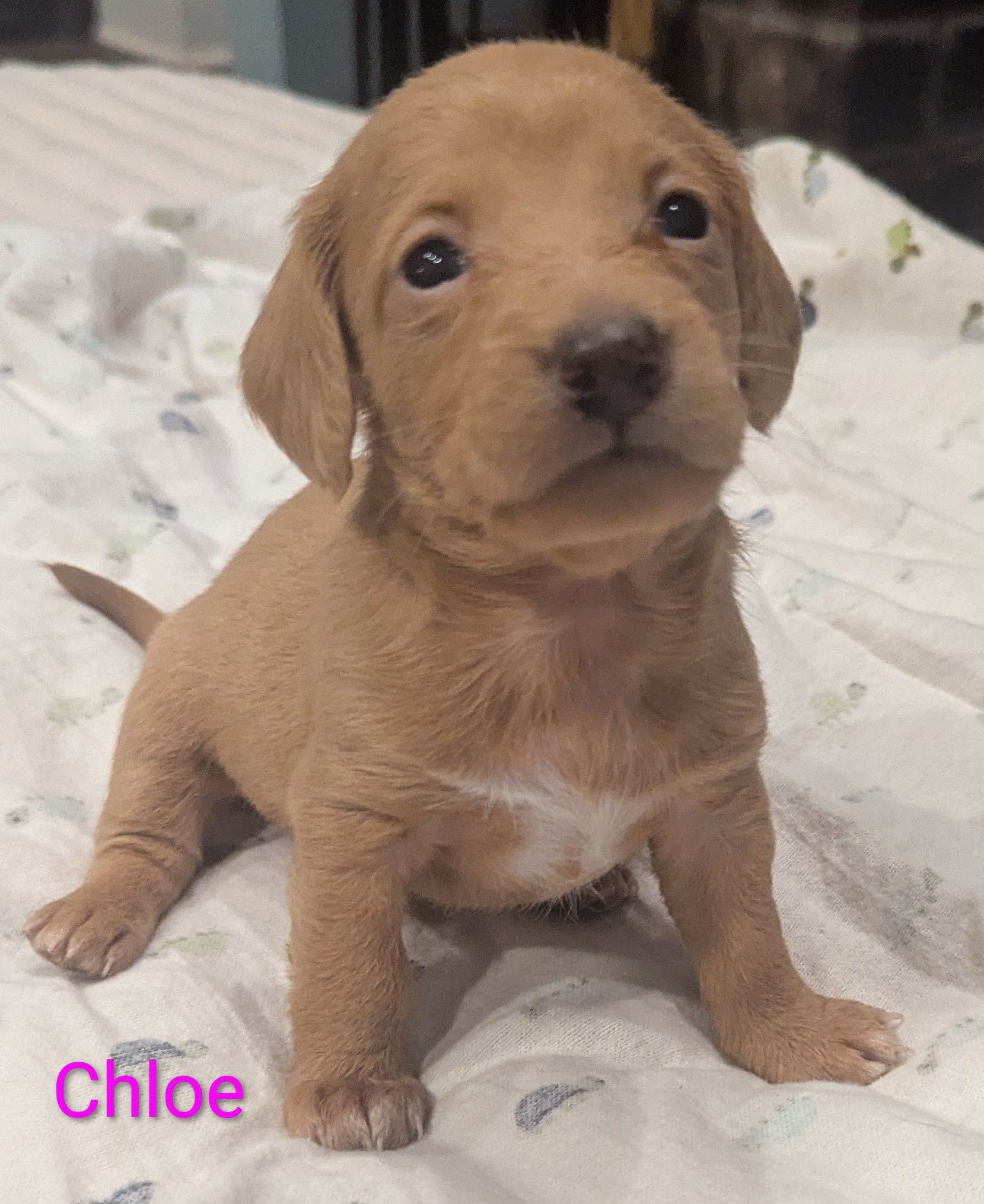Lady – Poodle - Miniature  puppy for sale in Pinnacle, NC