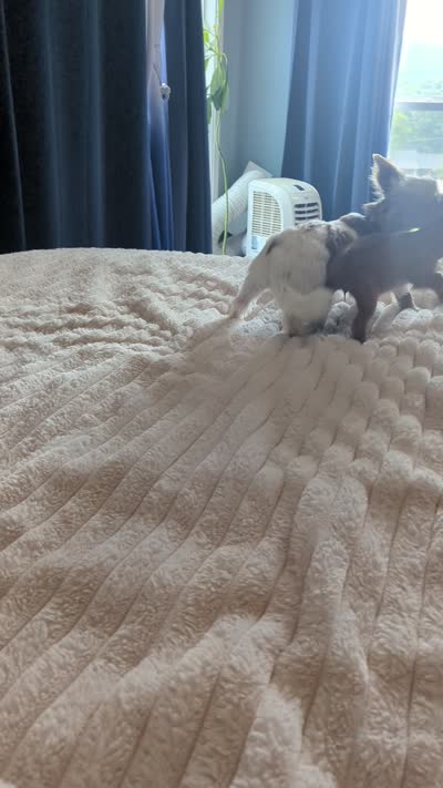 Zoe, female, a female Doxiepoo and Poodle - Miniature  for sale in Pinnacle, NC – 2 of 9