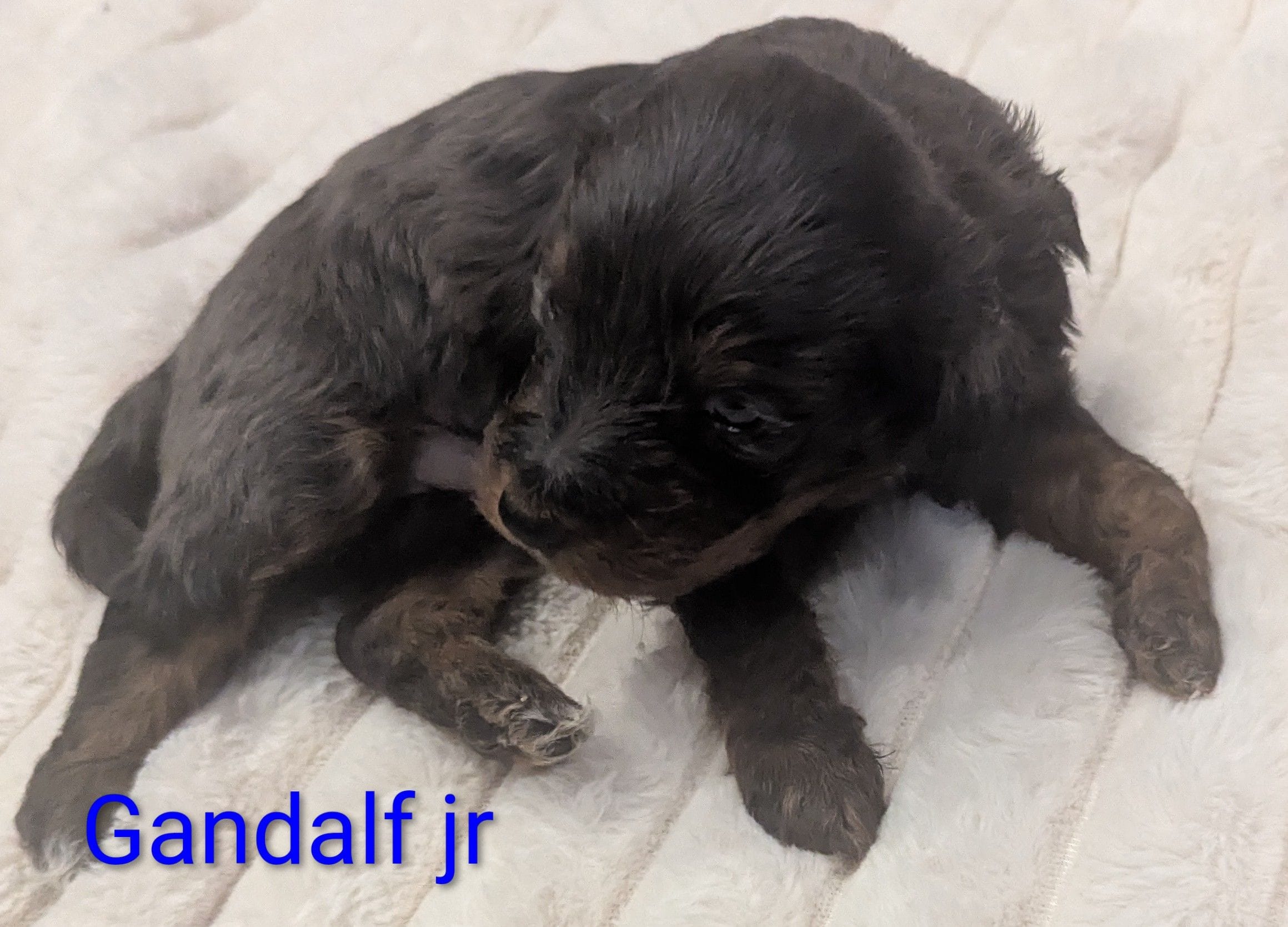 Gandalf jr-dapple, a male Poodle - Miniature  and Miniature Dachshund for sale in Pinnacle, NC – 4 of 4