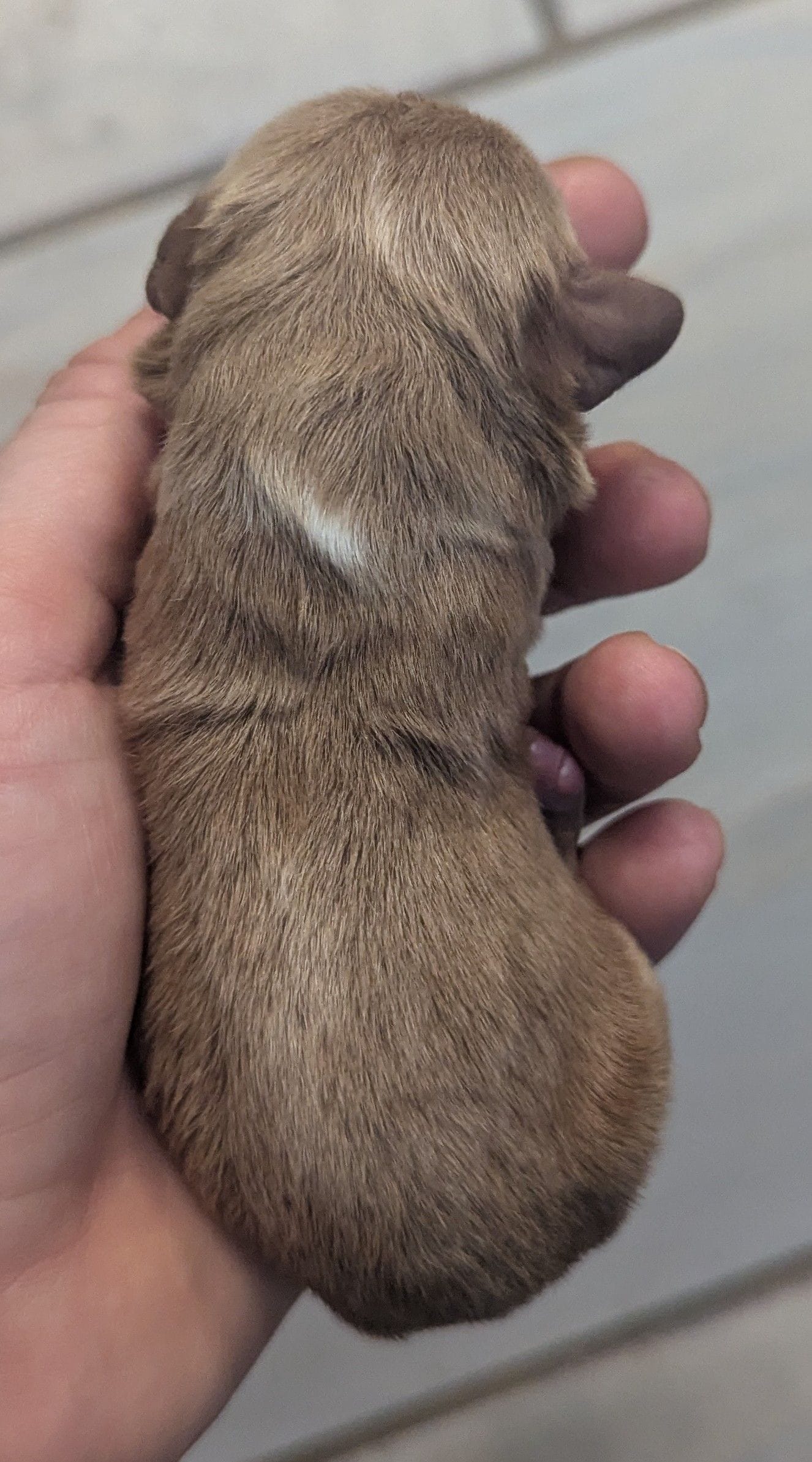 Comet, a male Poodle - Miniature  and Miniature Dachshund for sale in Pinnacle, NC – Photo 2 of 3