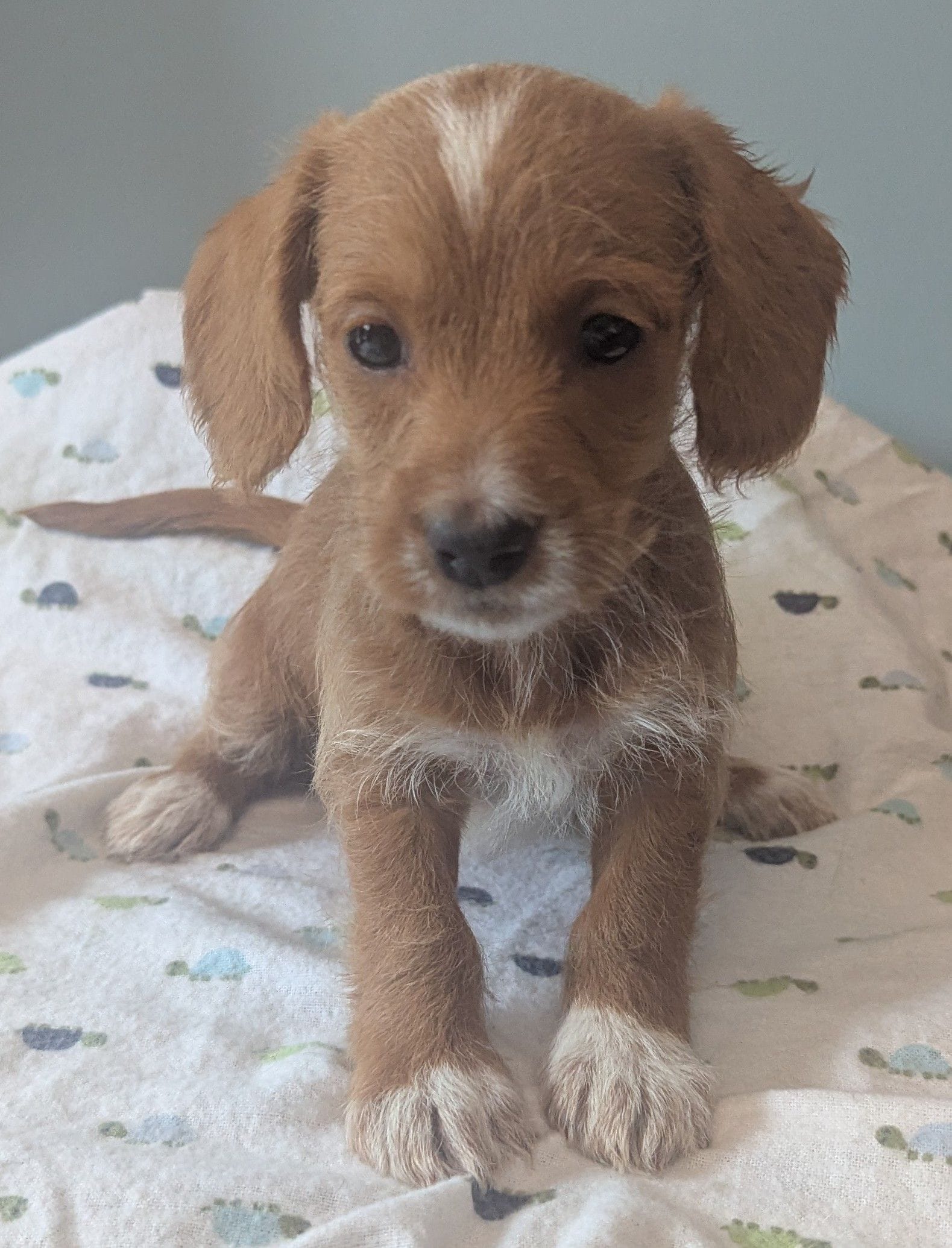Aries, female – Poodle - Miniature , Miniature Dachshund puppy for sale in Pinnacle, NC