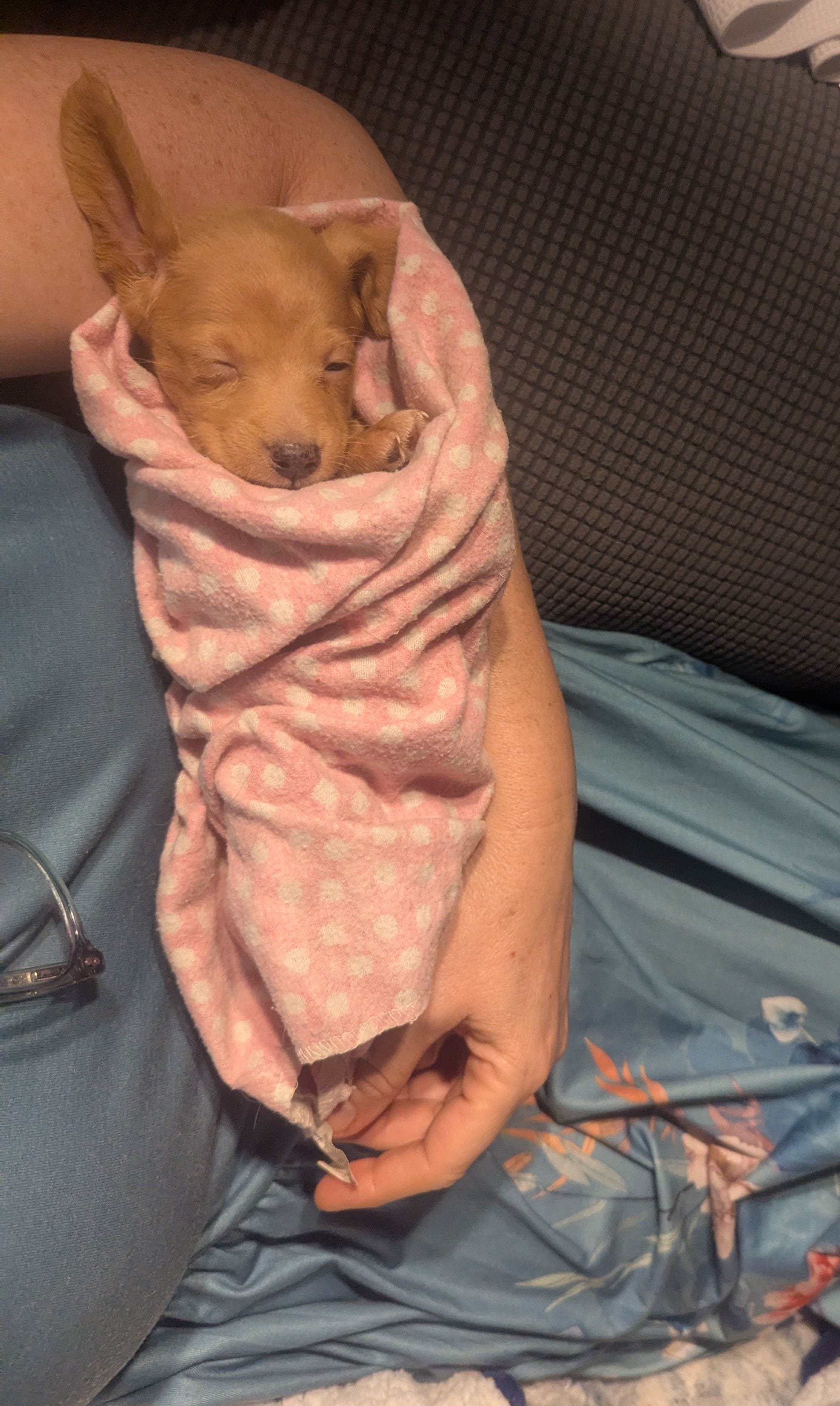 Lady, a female Poodle - Miniature  for sale in Pinnacle, NC – 5 of 7