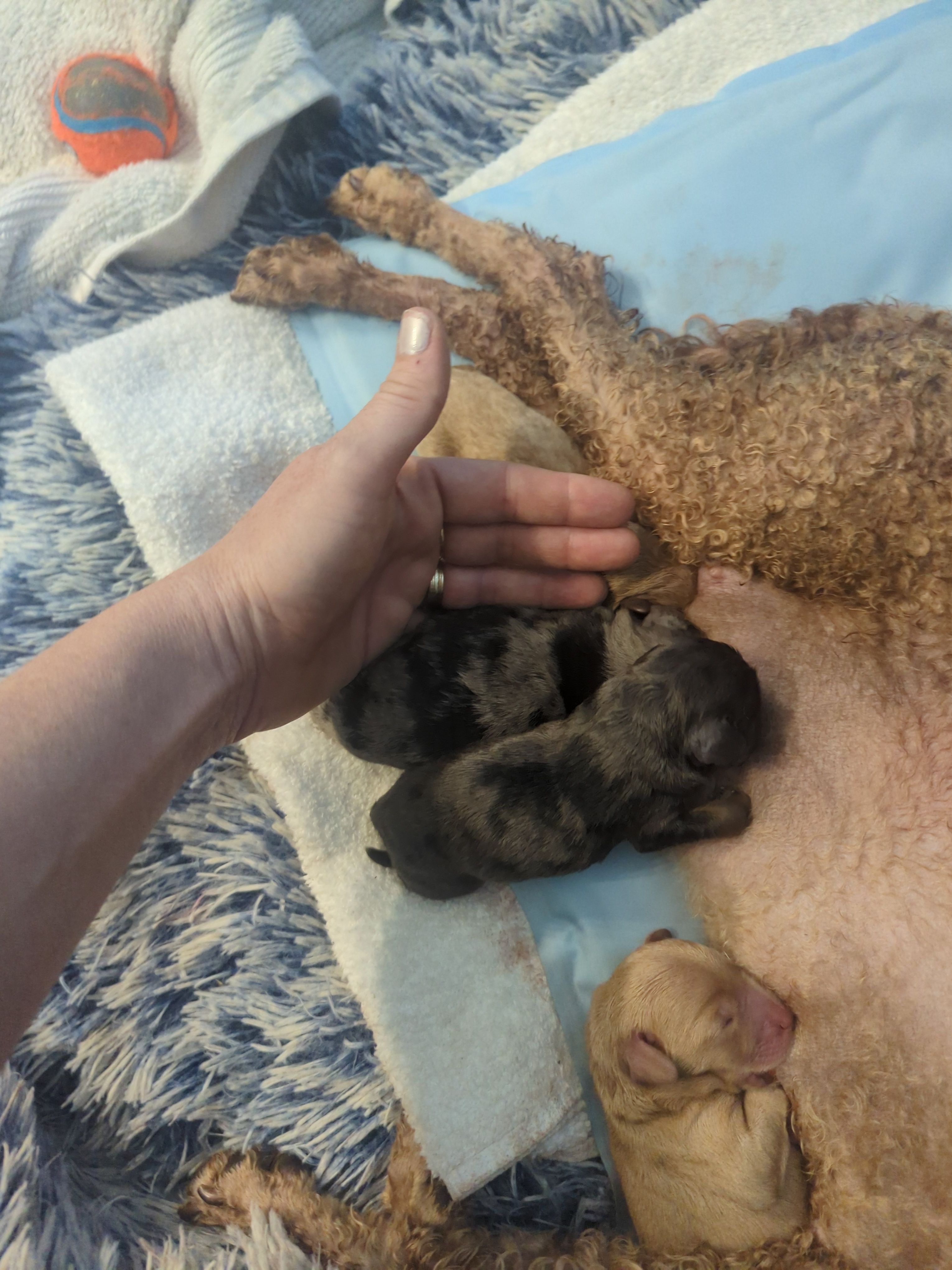 Gimli, a male Poodle - Miniature  and Miniature Dachshund for sale in Pinnacle, NC – Photo 3 of 3