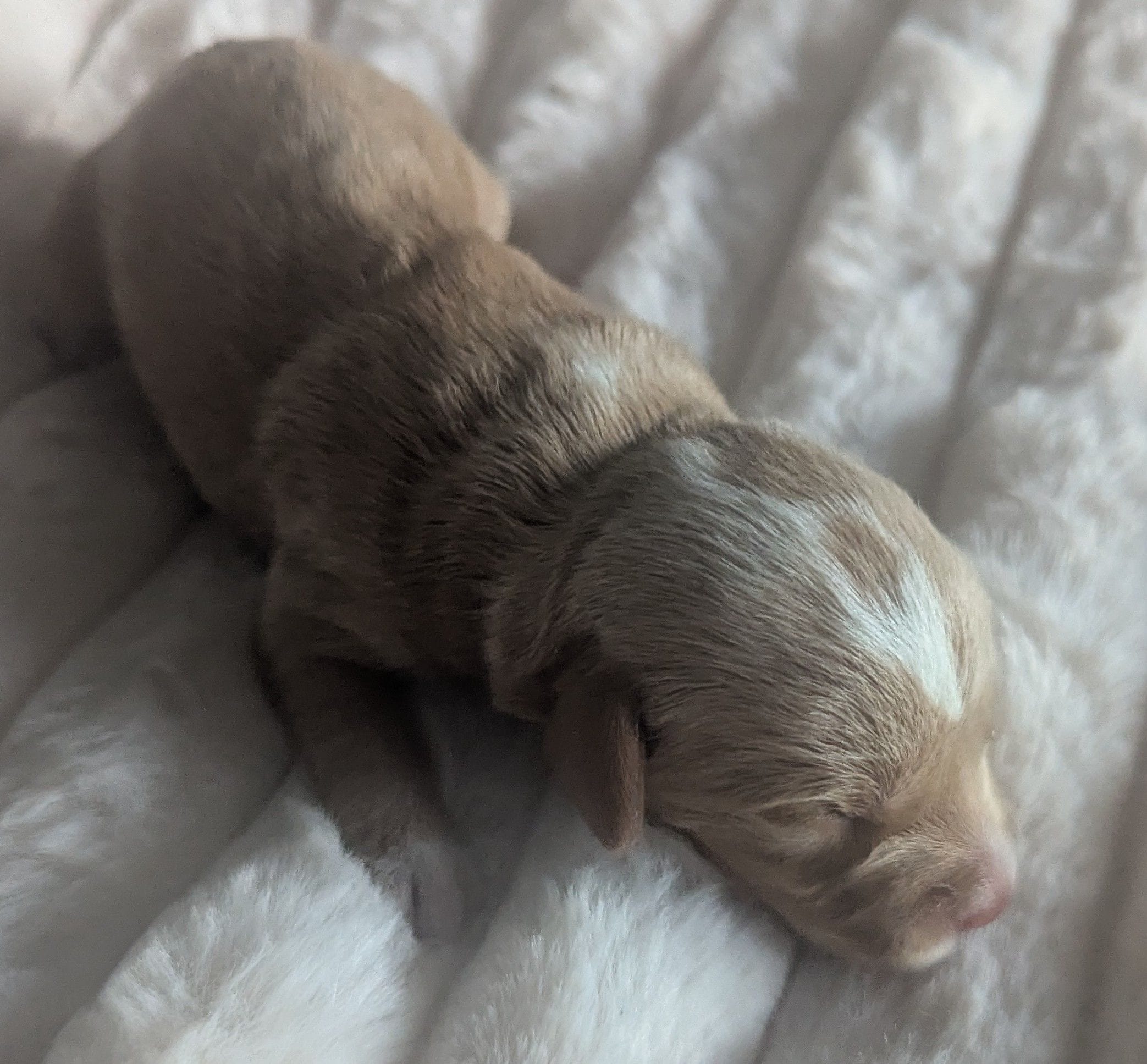 Aries, a female Poodle - Miniature  and Miniature Dachshund for sale in Pinnacle, NC – Photo 4 of 4