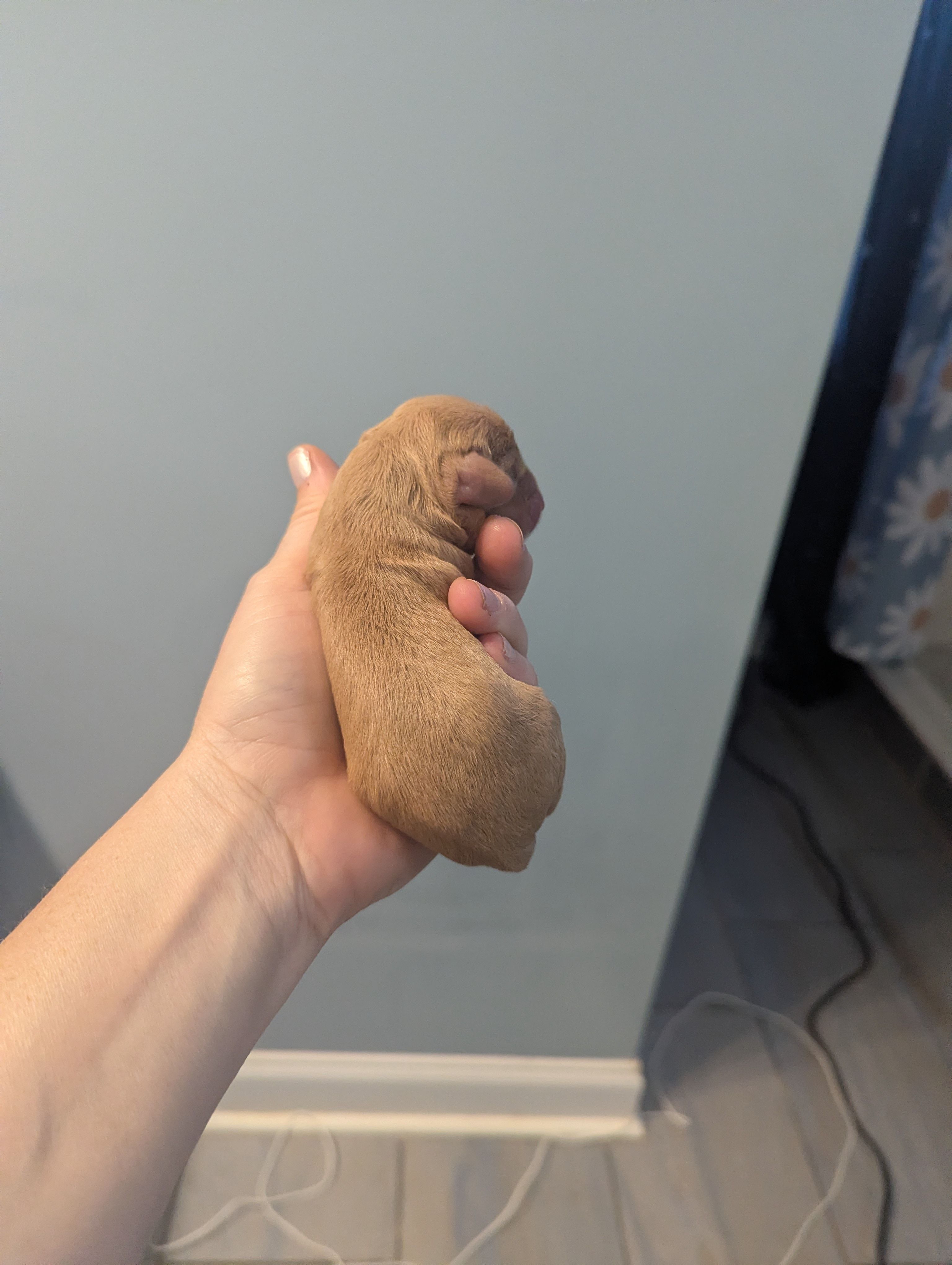 Mikey – Poodle - Miniature , Miniature Dachshund puppy for sale in Pinnacle, NC