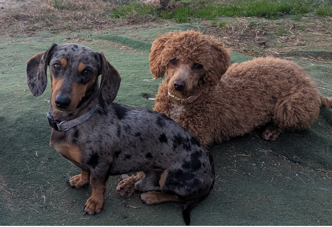 Doxipoos – Poodle - Miniature , Miniature Dachshund puppy for sale in Pinnacle, NC