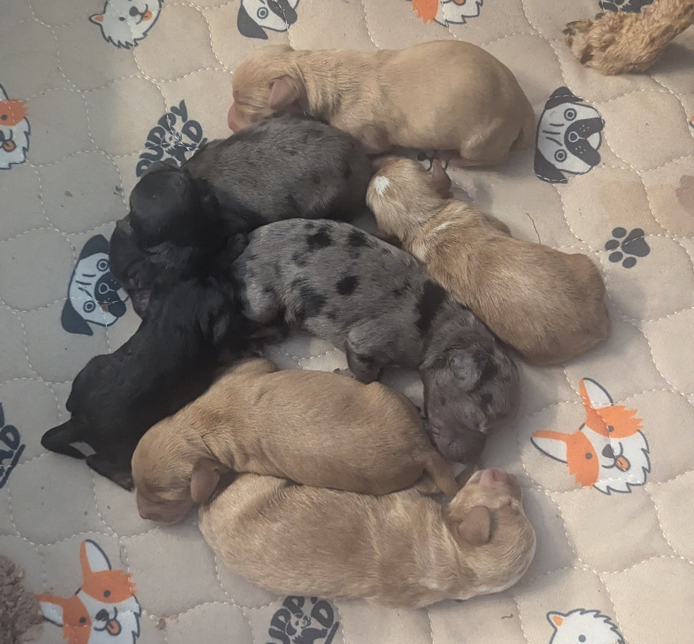 Gandalf jr, a male Poodle - Miniature  and Miniature Dachshund for sale in Pinnacle, NC – Photo 3 of 5