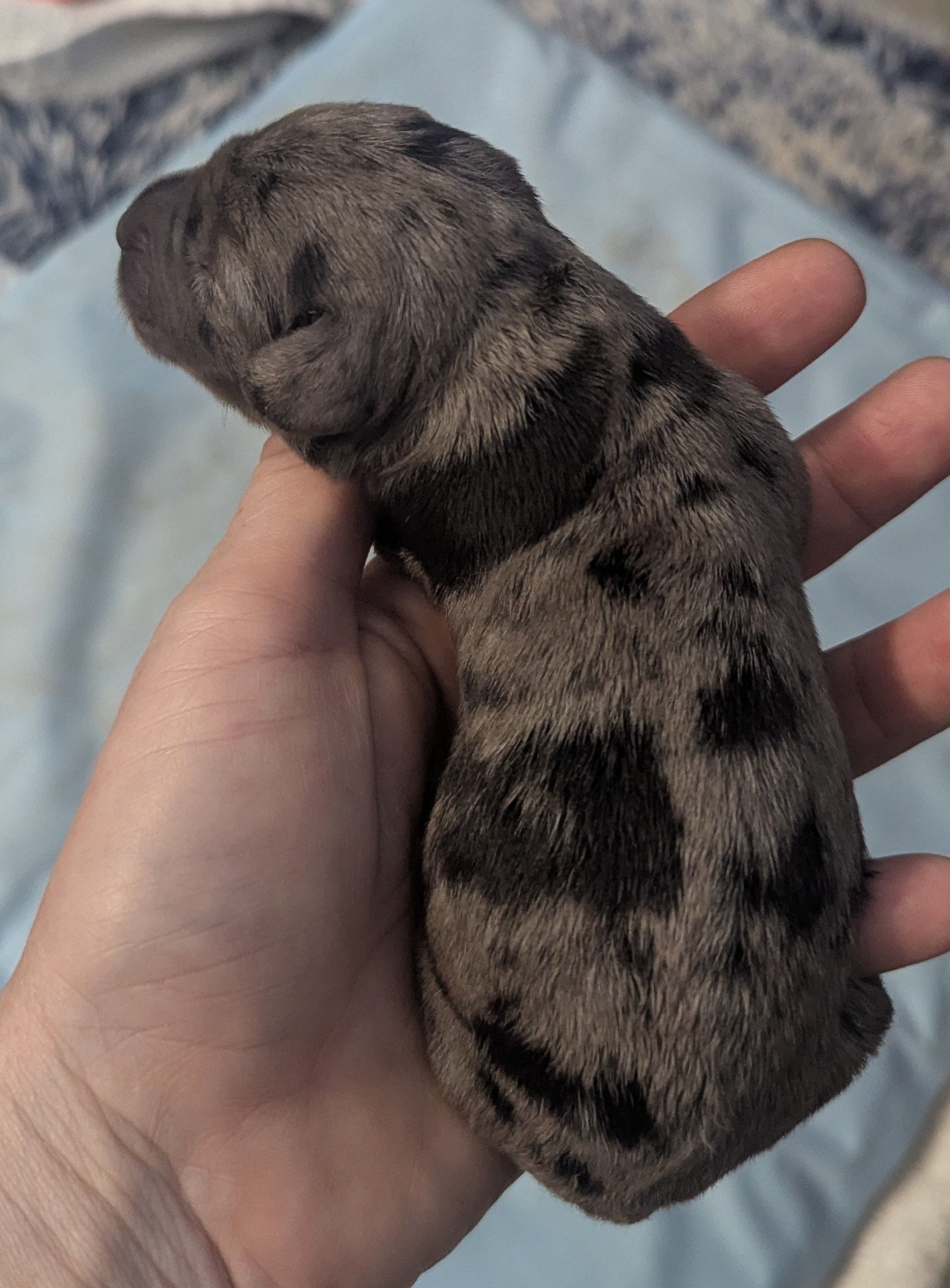 Gandalf jr, a male Poodle - Miniature  and Miniature Dachshund for sale in Pinnacle, NC – Photo 4 of 5