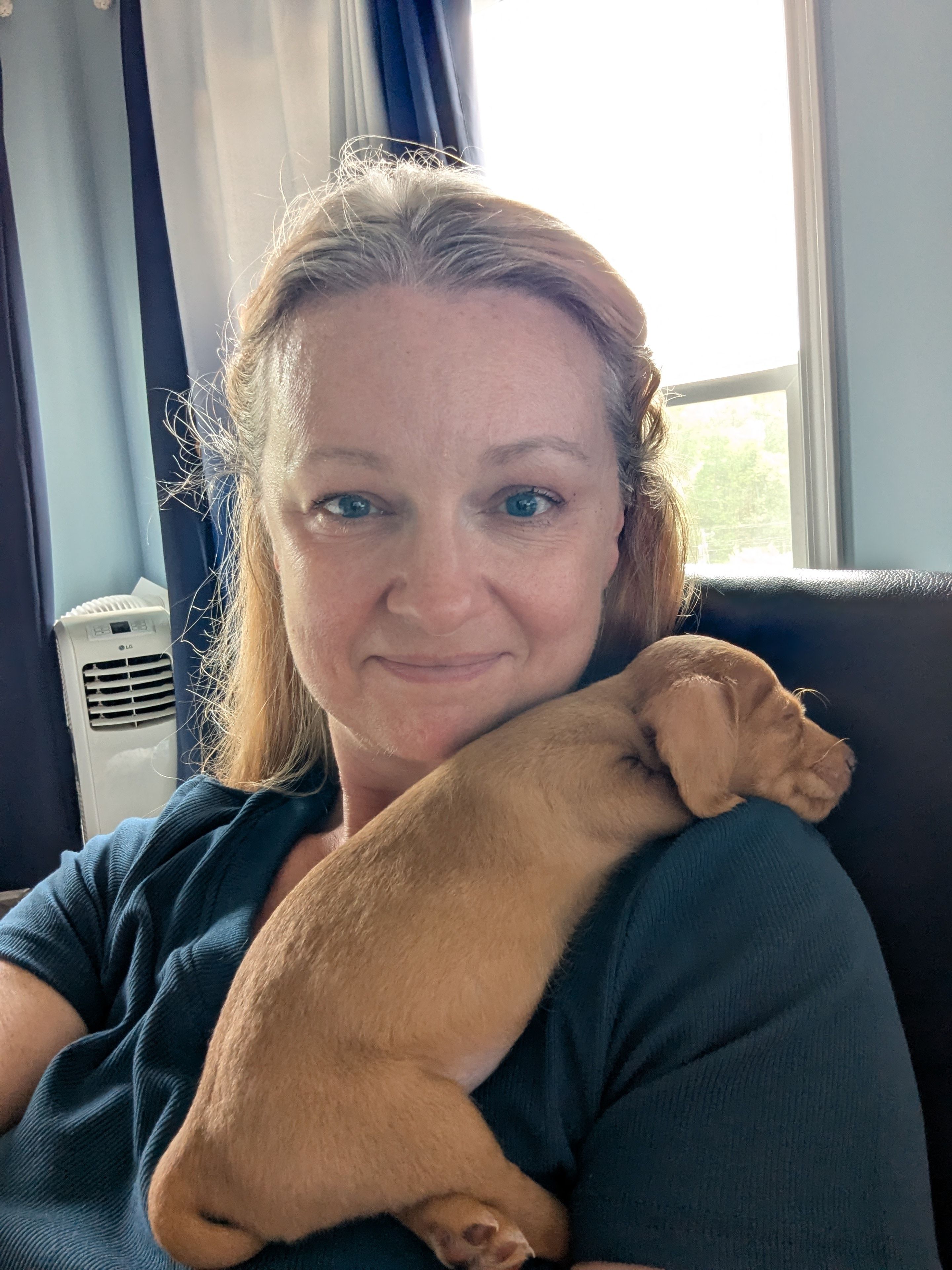 Chloe – Poodle - Miniature , Miniature Dachshund puppy for sale in Pinnacle, NC