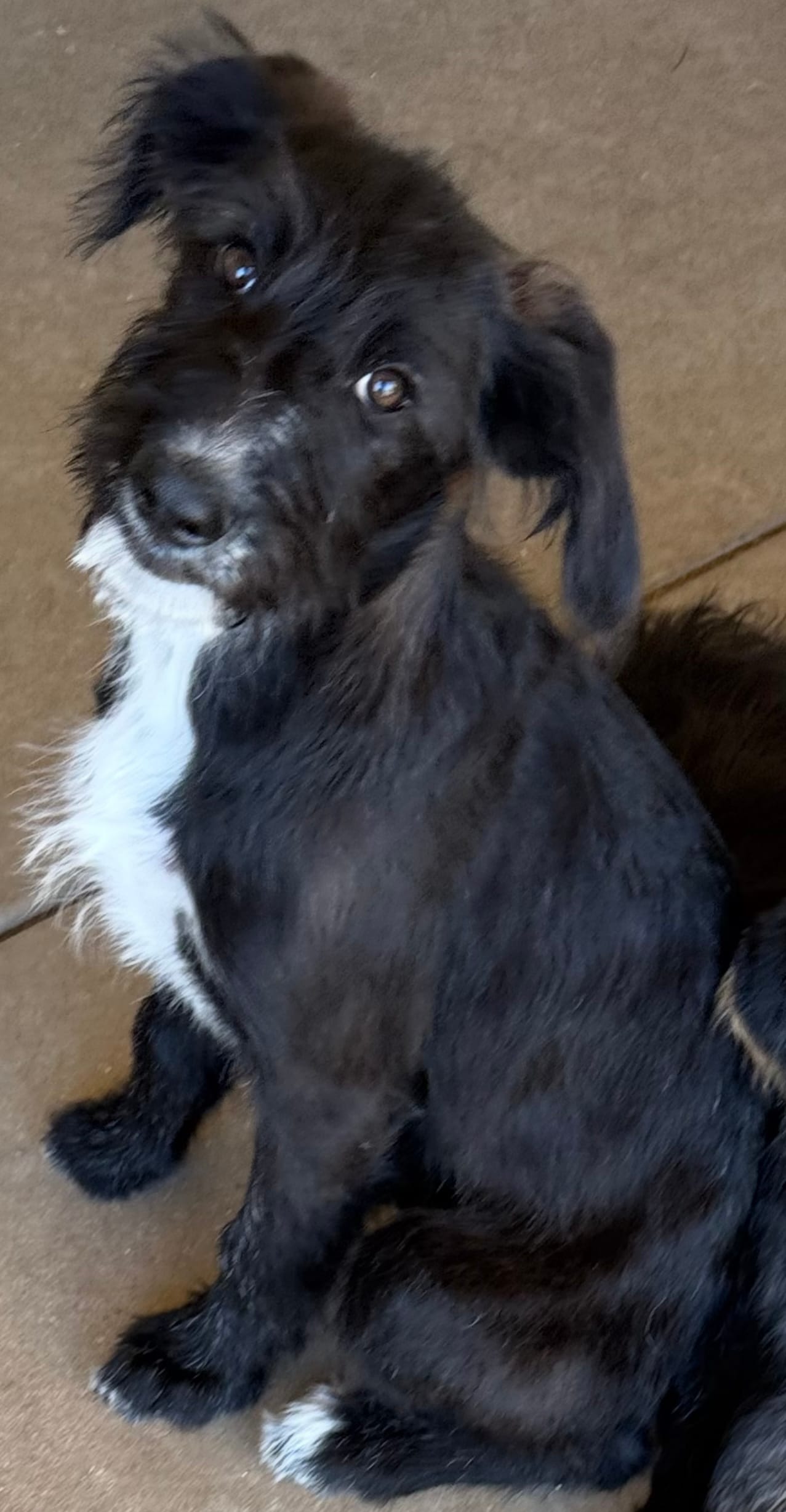 Athena❤️❤️ – Shepadoodle puppy for sale in Hesperia, CA