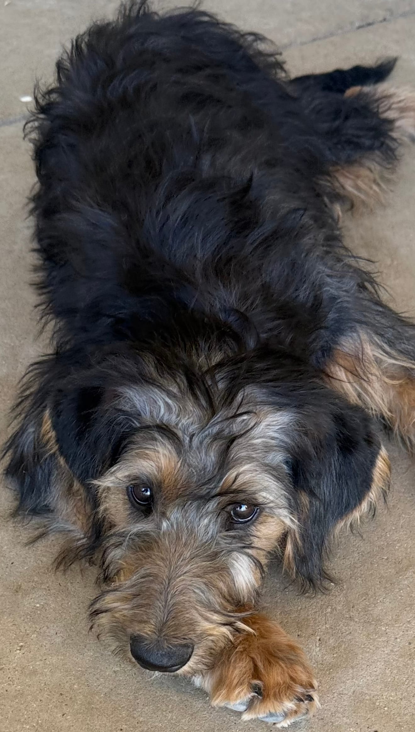 Pepper ❤️❤️ – Shepadoodle puppy for sale in Hesperia, CA