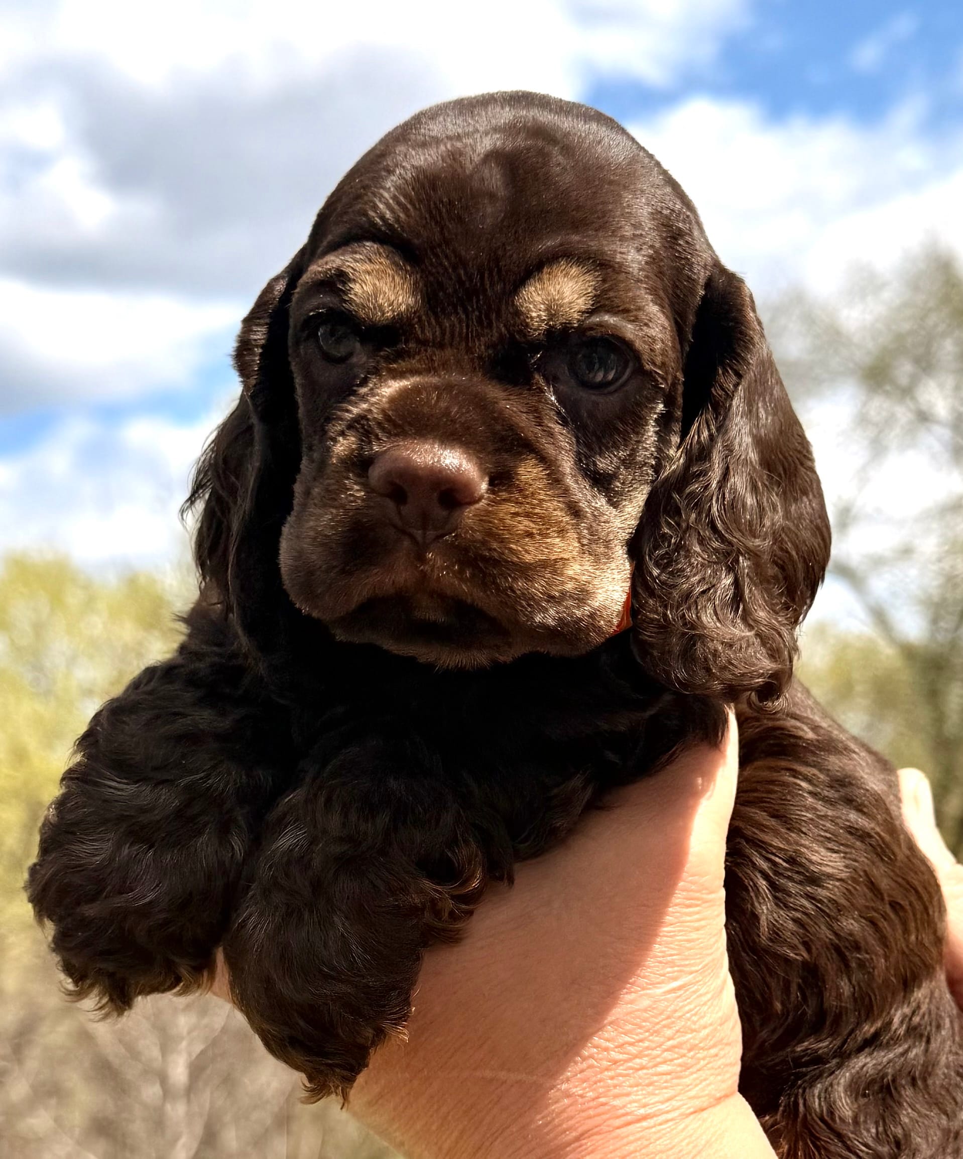 Michael – Cocker Spaniel puppy for sale in Bay City, WI