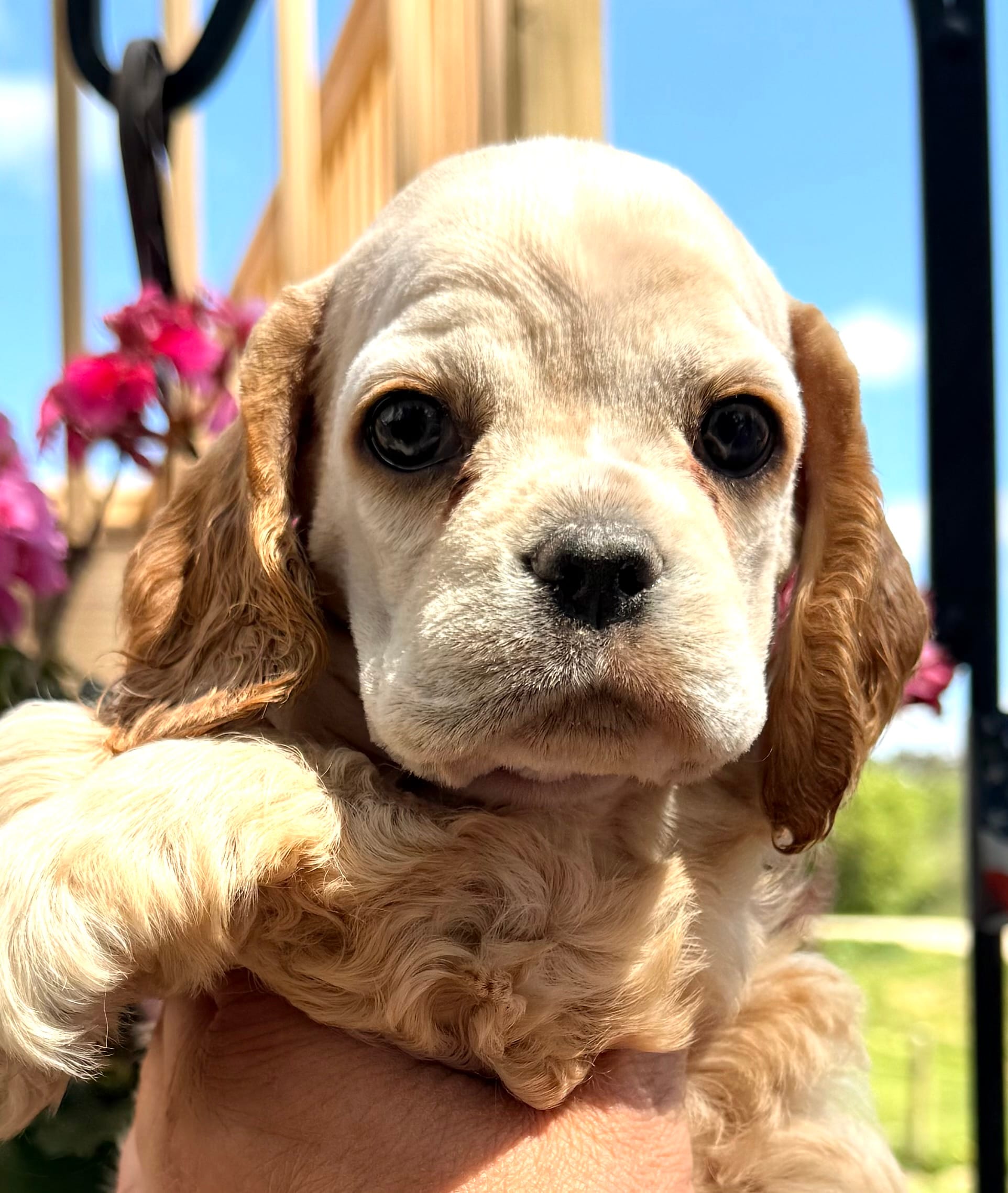 Ginger  – Cocker Spaniel puppy for sale in Bay City, WI