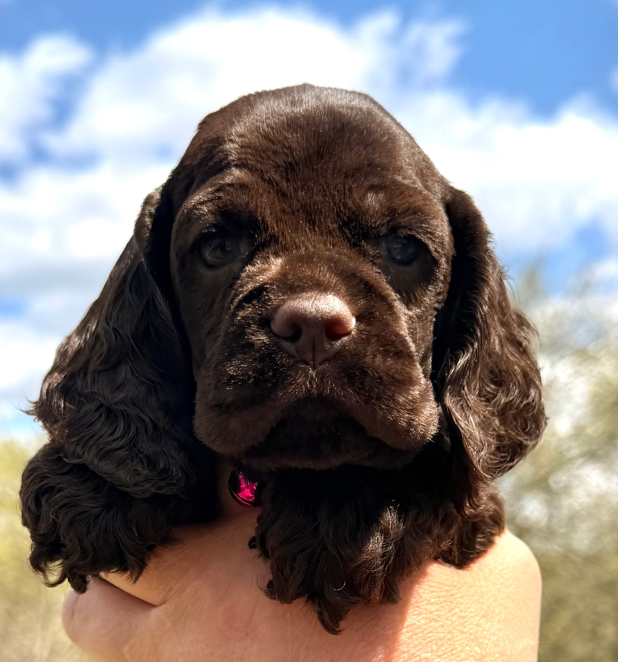 Mallory  – Cocker Spaniel puppy for sale in Bay City, WI