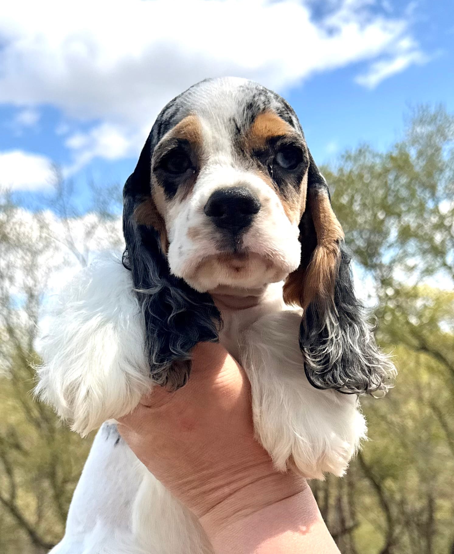 Meadow  – Cocker Spaniel puppy for sale in Bay City, WI