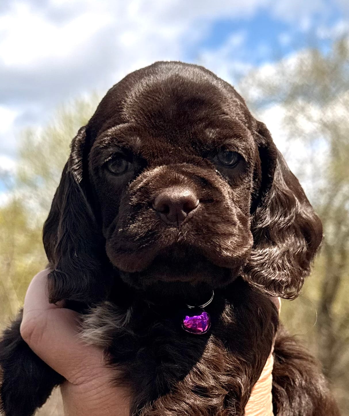 Maggie  – Cocker Spaniel puppy for sale in Bay City, WI