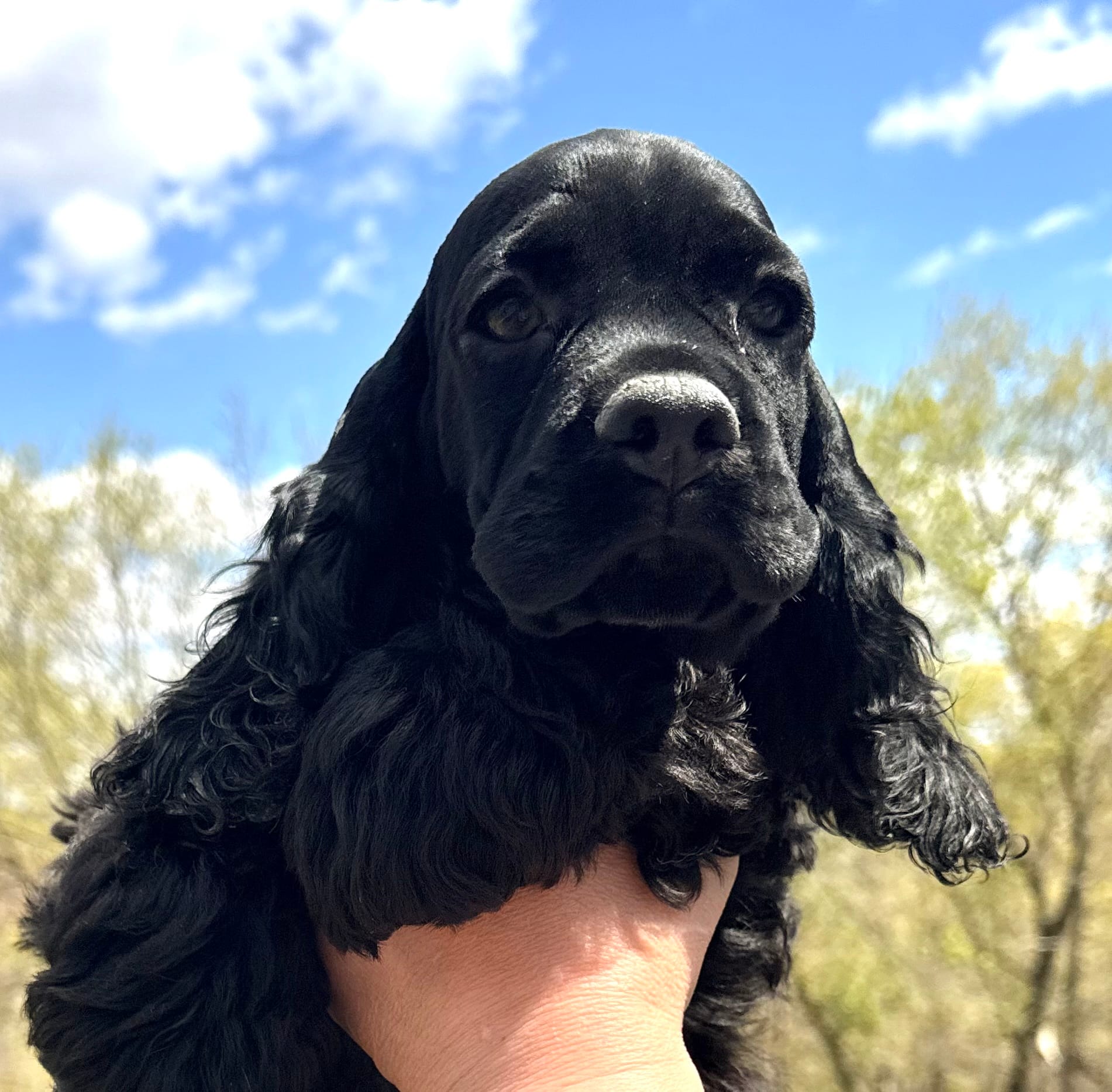 Creek  – Cocker Spaniel puppy for sale in Bay City, WI