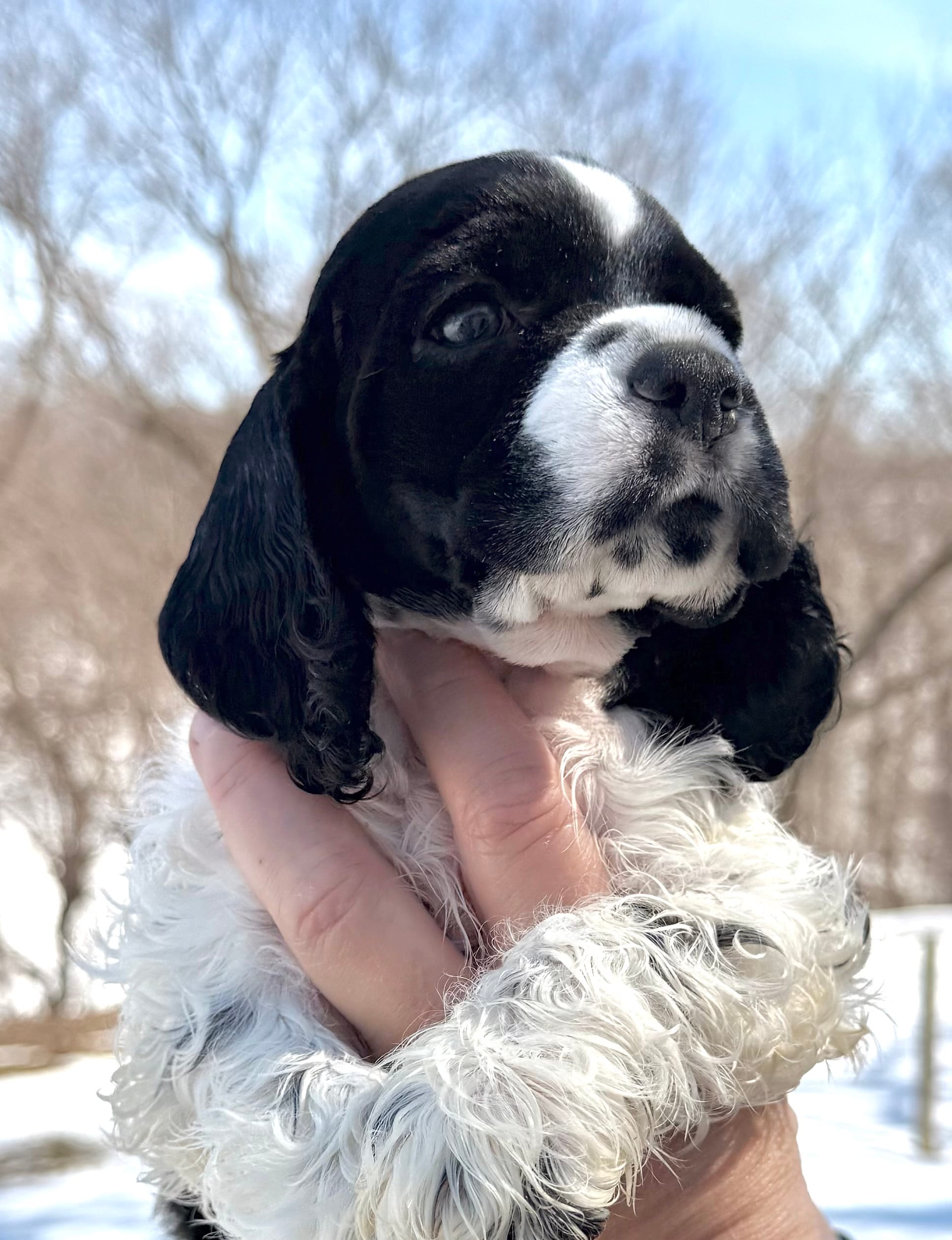 Timber  – Cocker Spaniel puppy for sale in Bay City, WI