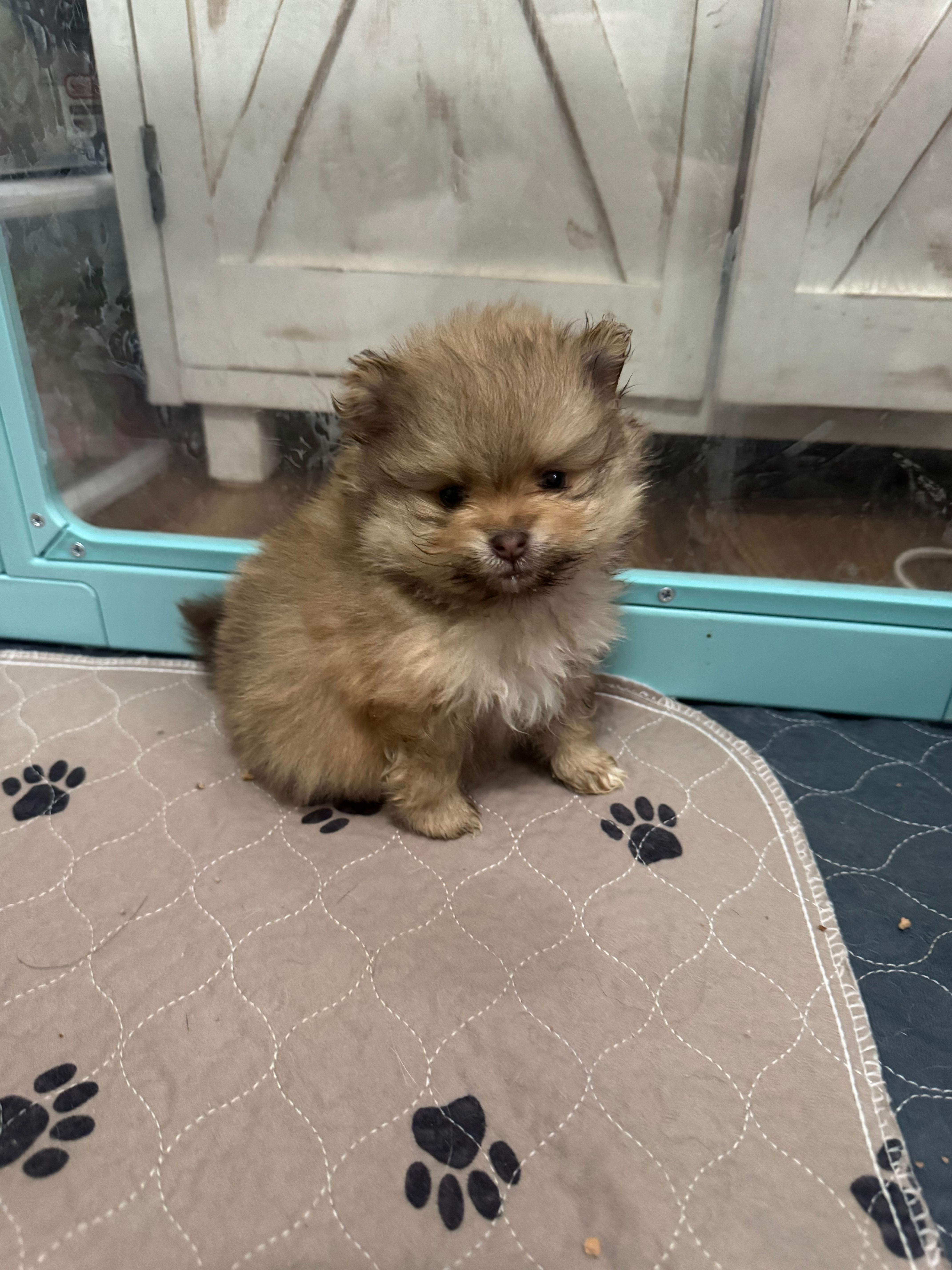 Chocolate sable – Pomeranian puppy for sale in Minooka, IL