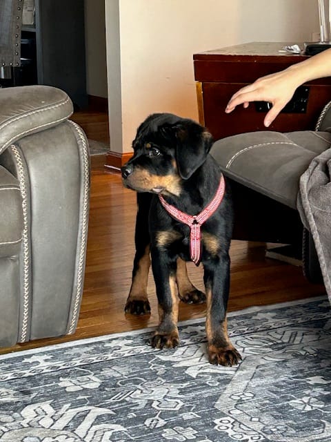 Bruno – Rottweiler puppy for sale in Augusta, WV