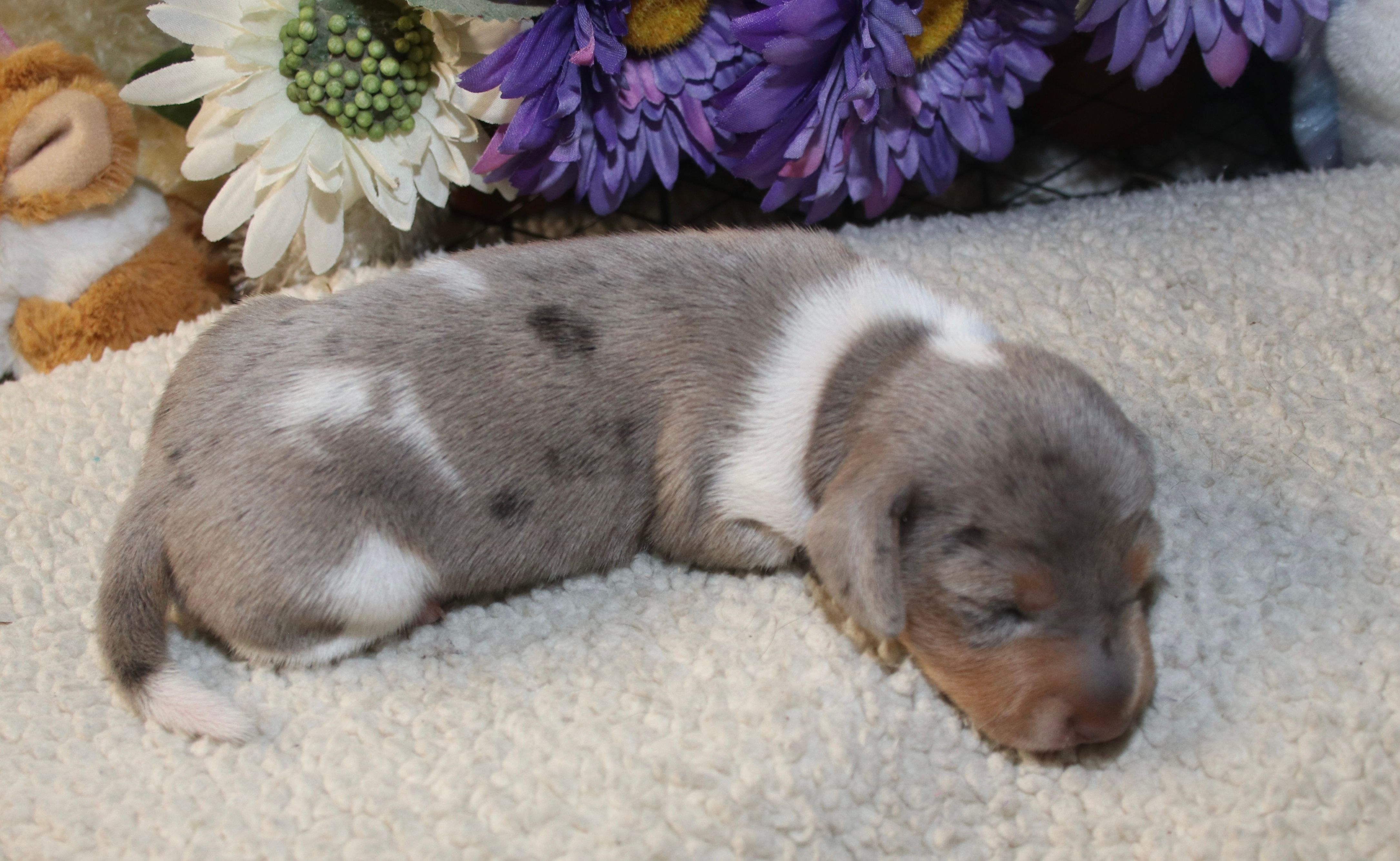Cash – Miniature Dachshund puppy for sale in Milan, IN