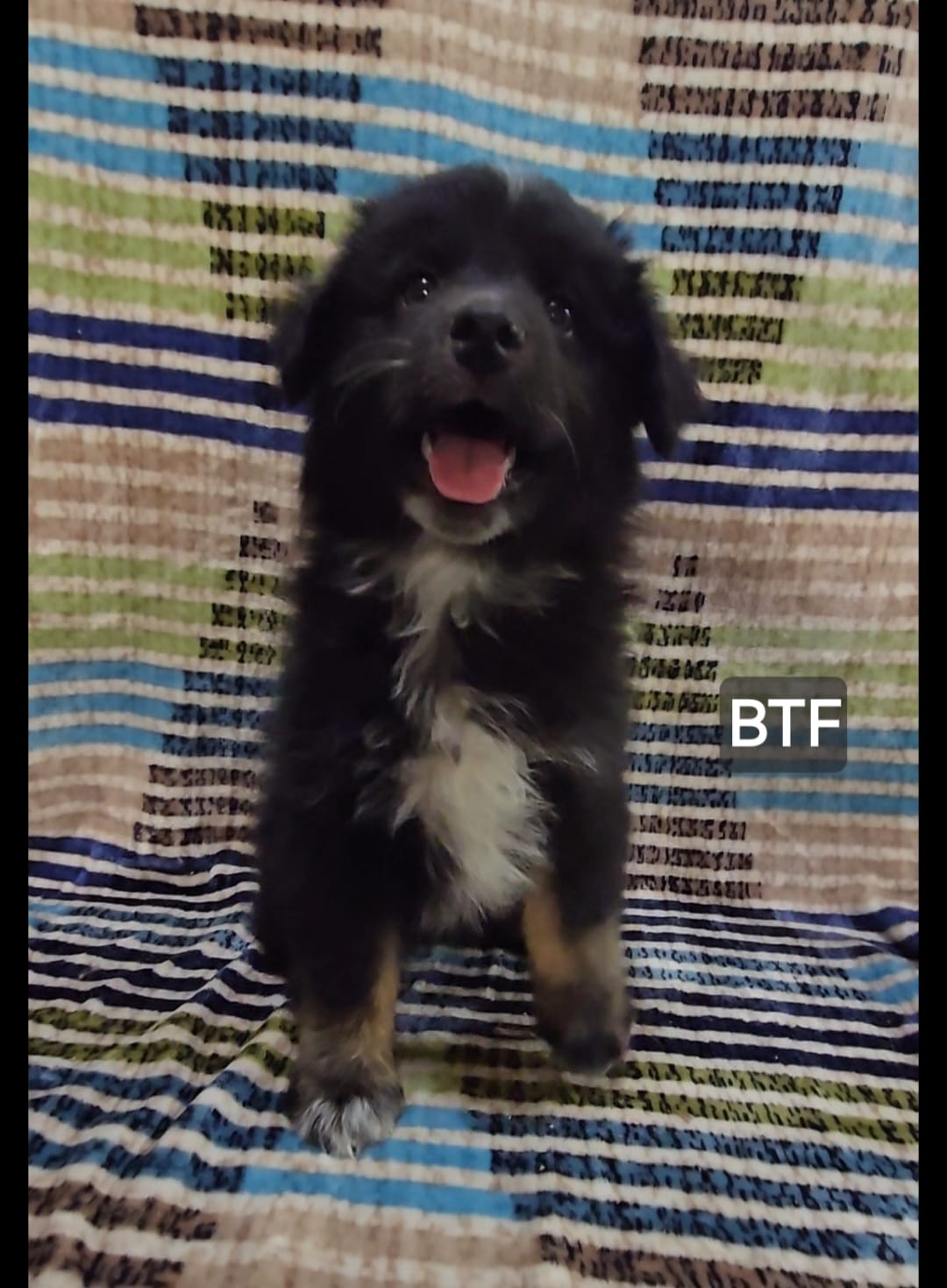 Èsme – Miniature Australian Shepherd puppy for sale in Bend, OR
