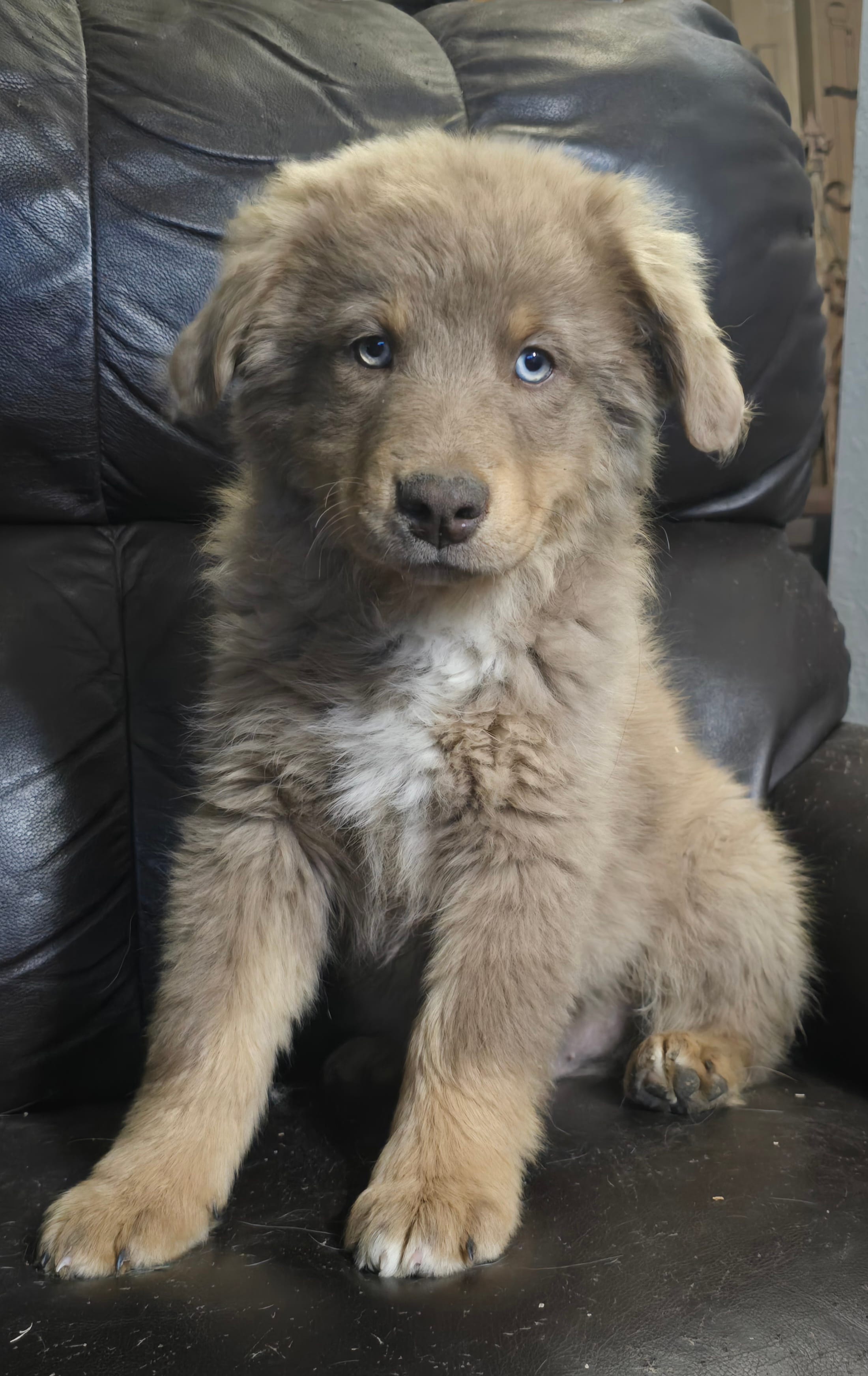 Caspian  – Miniature Australian Shepherd puppy for sale in Bend, OR