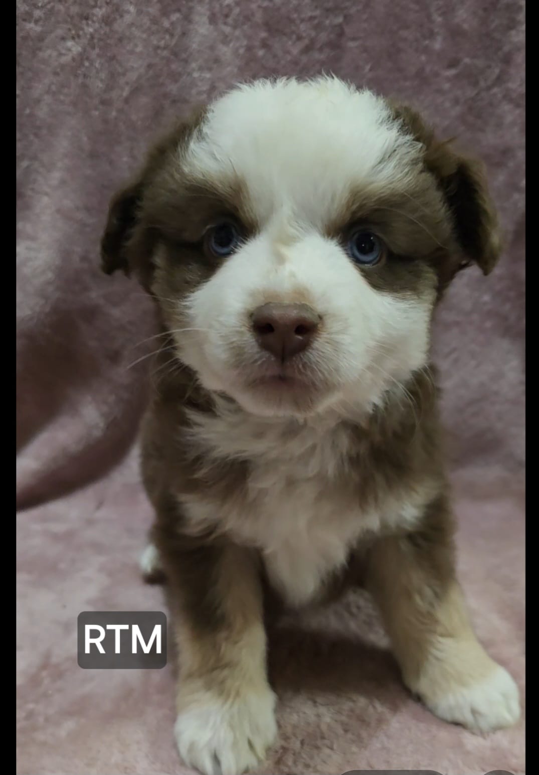 Harper – Toy Australian Shepherd puppy for sale in Bend, OR