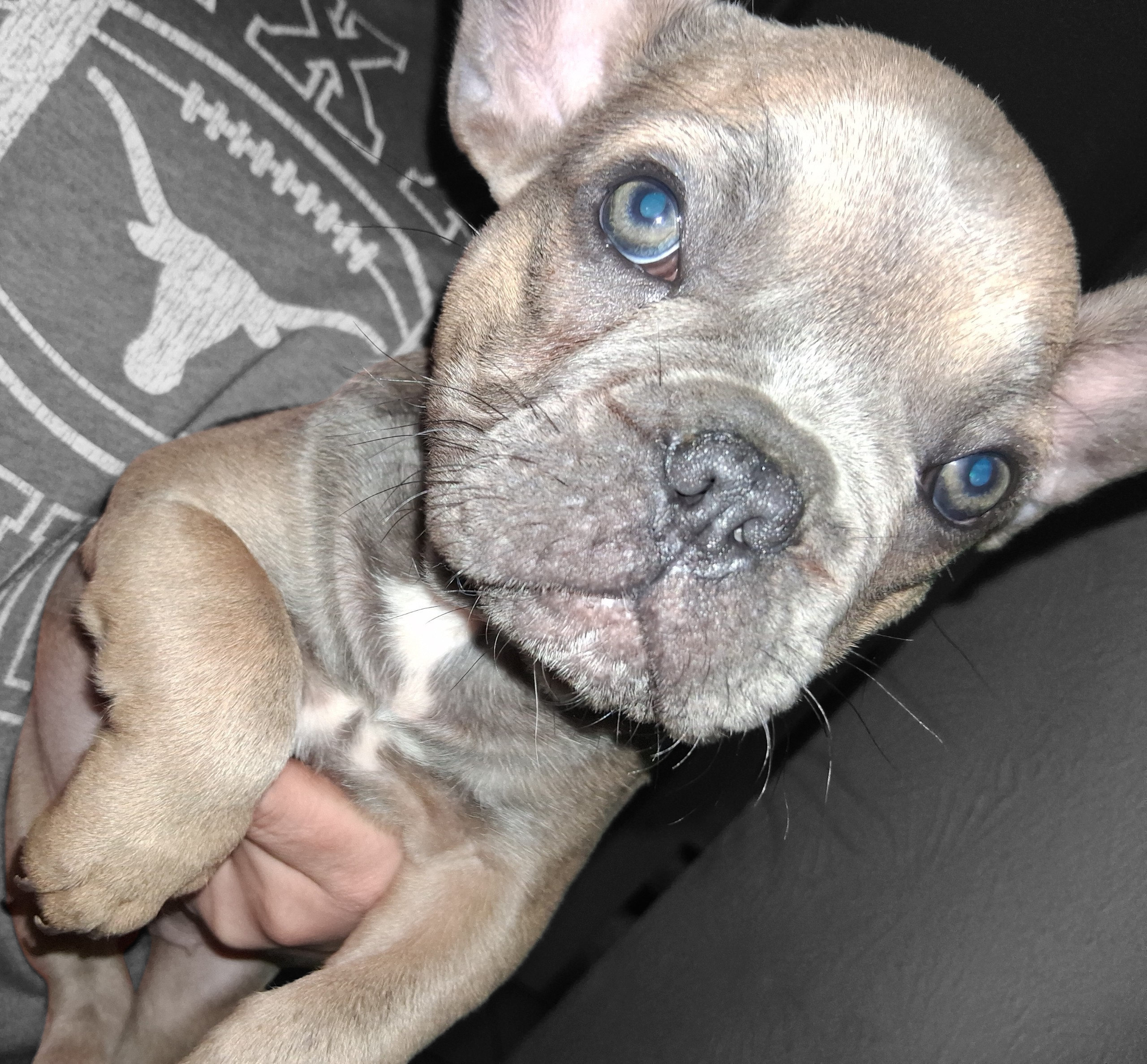 Rosaleigh, a female French Bulldog for sale in Dallas, TX – Photo 9 of 9