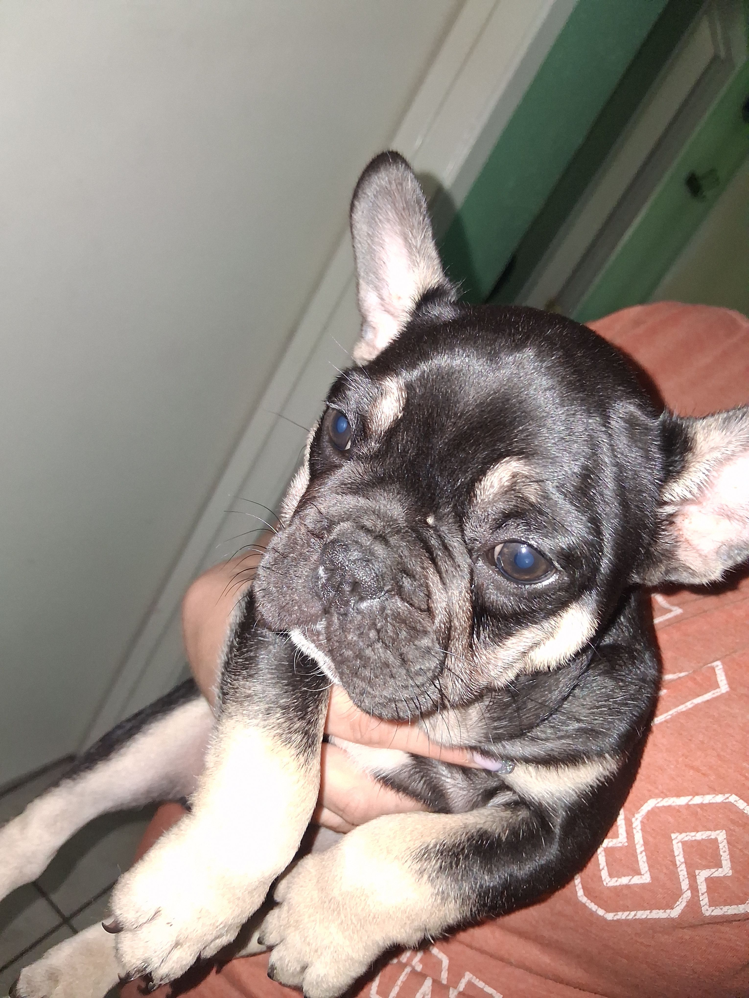 Max, a male French Bulldog for sale in Dallas, TX – Photo 8 of 10